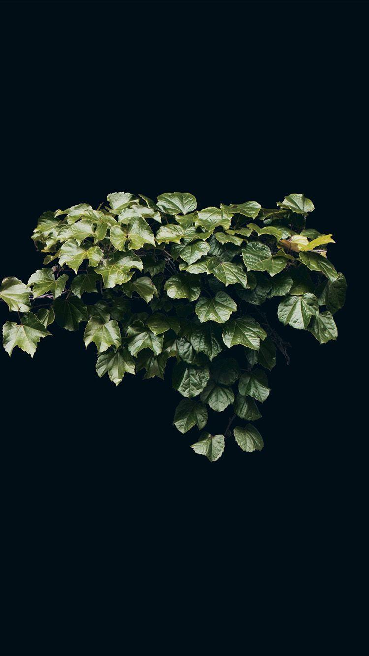 750x1334 IPhone6papers.co Apple IPhone 6 Iphone6 Plus Wallpaper Ne31 Truevine Dark Nature Green Flower Leaf Minimal
