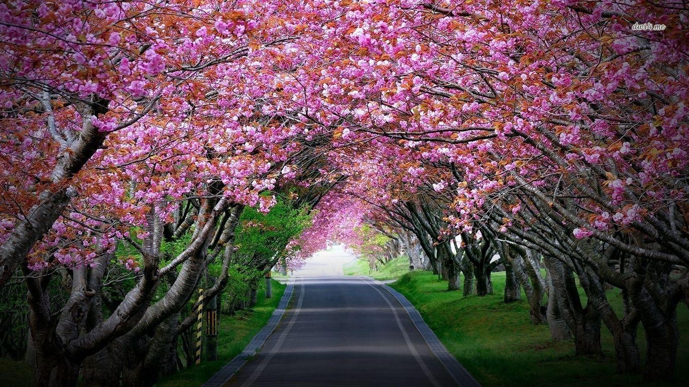 1366x768 Pink Cherry Blossoms Tree Tunnel. ༺✿༻Desktop Picture Background