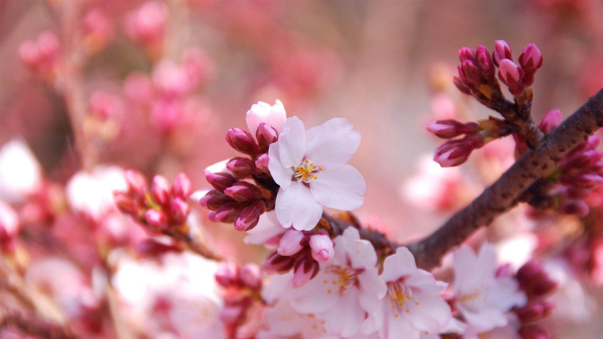 1920x1080 Spring Wallpaper 1920x1080