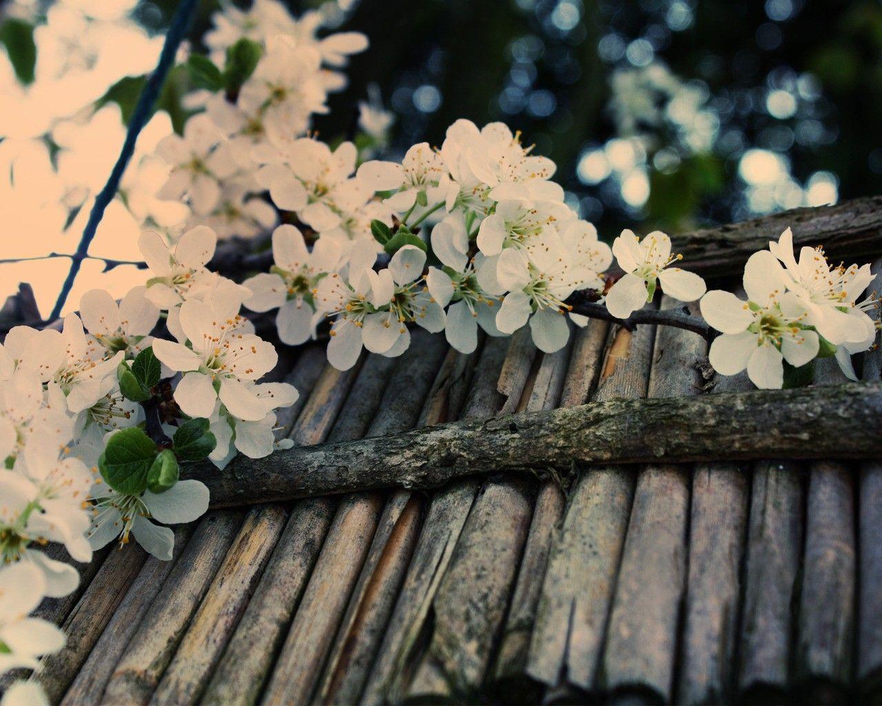 1280x1024 Misc: Cherry Blossom Cherries Wood Spring Nature Free Desktop