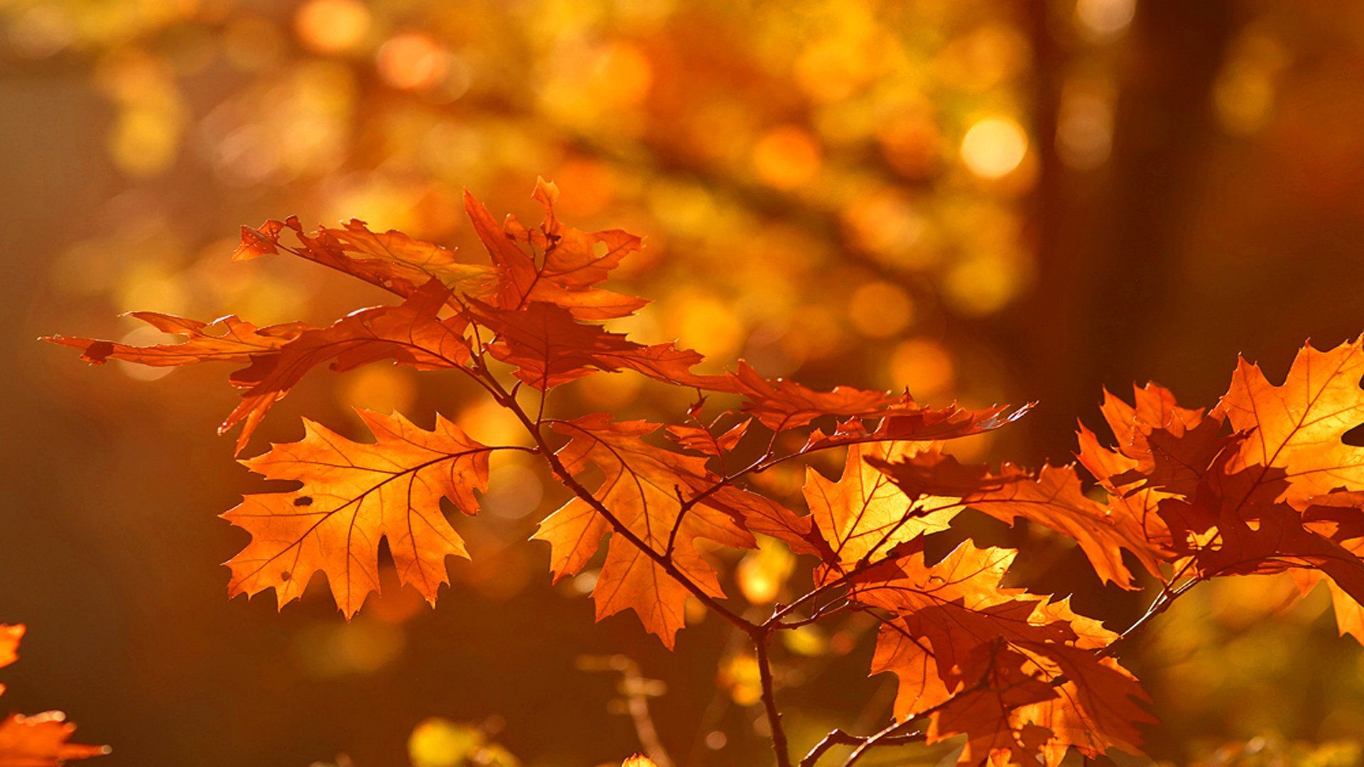1920x1080 Golden Fall Glow: Nature's Vibrant HD Autumn Wallpaperx1080
