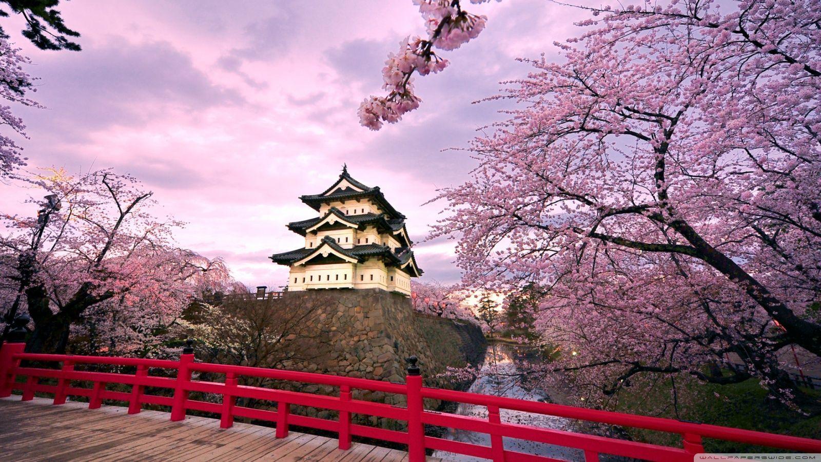 1600x900 Desktop Wallpaper Cherry Blossoms. HD Wallpaper