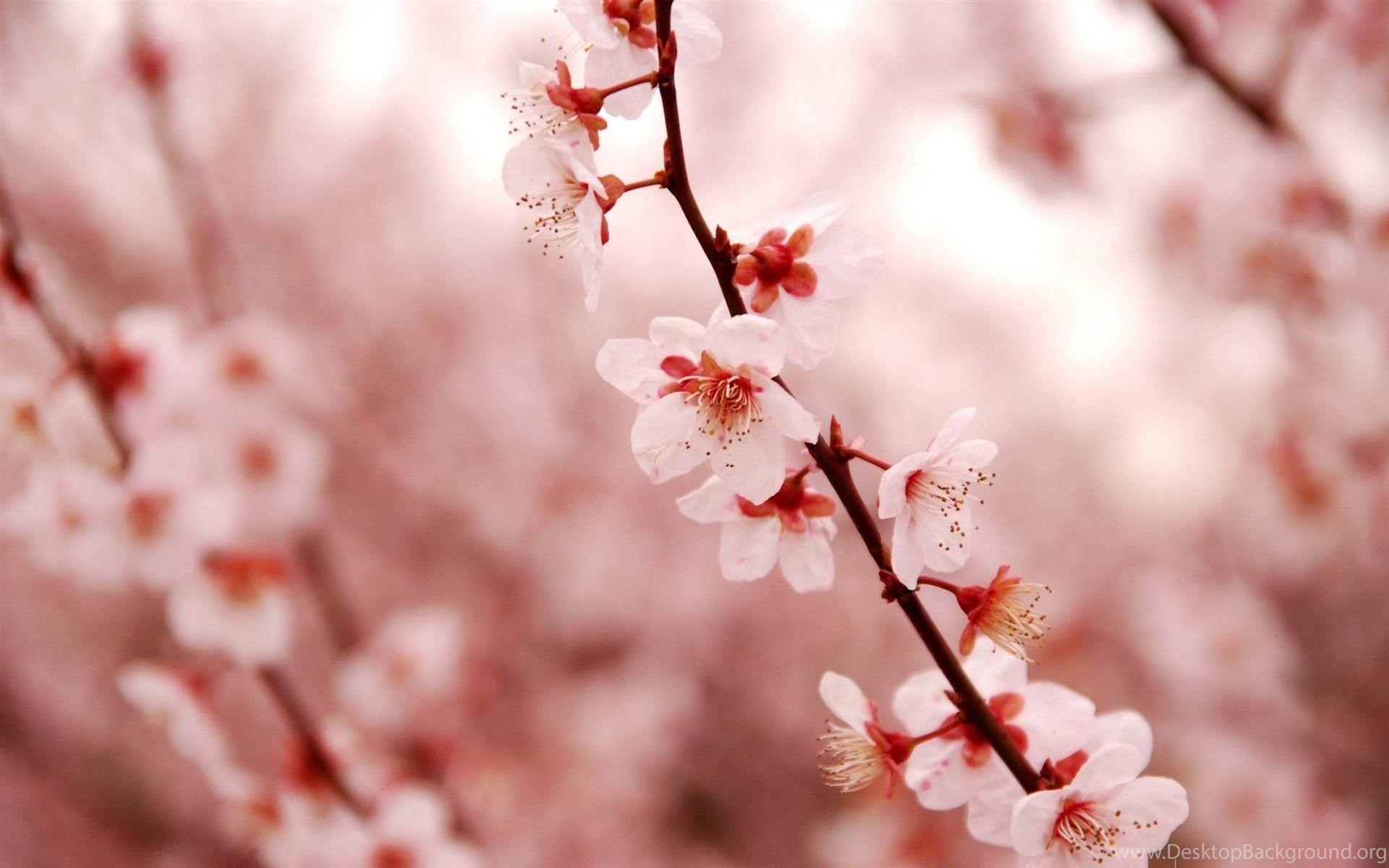 1920x1200 Pink Cherry Blossom Beauty Spring Desktop Wallpaper 1524572 Desktop
