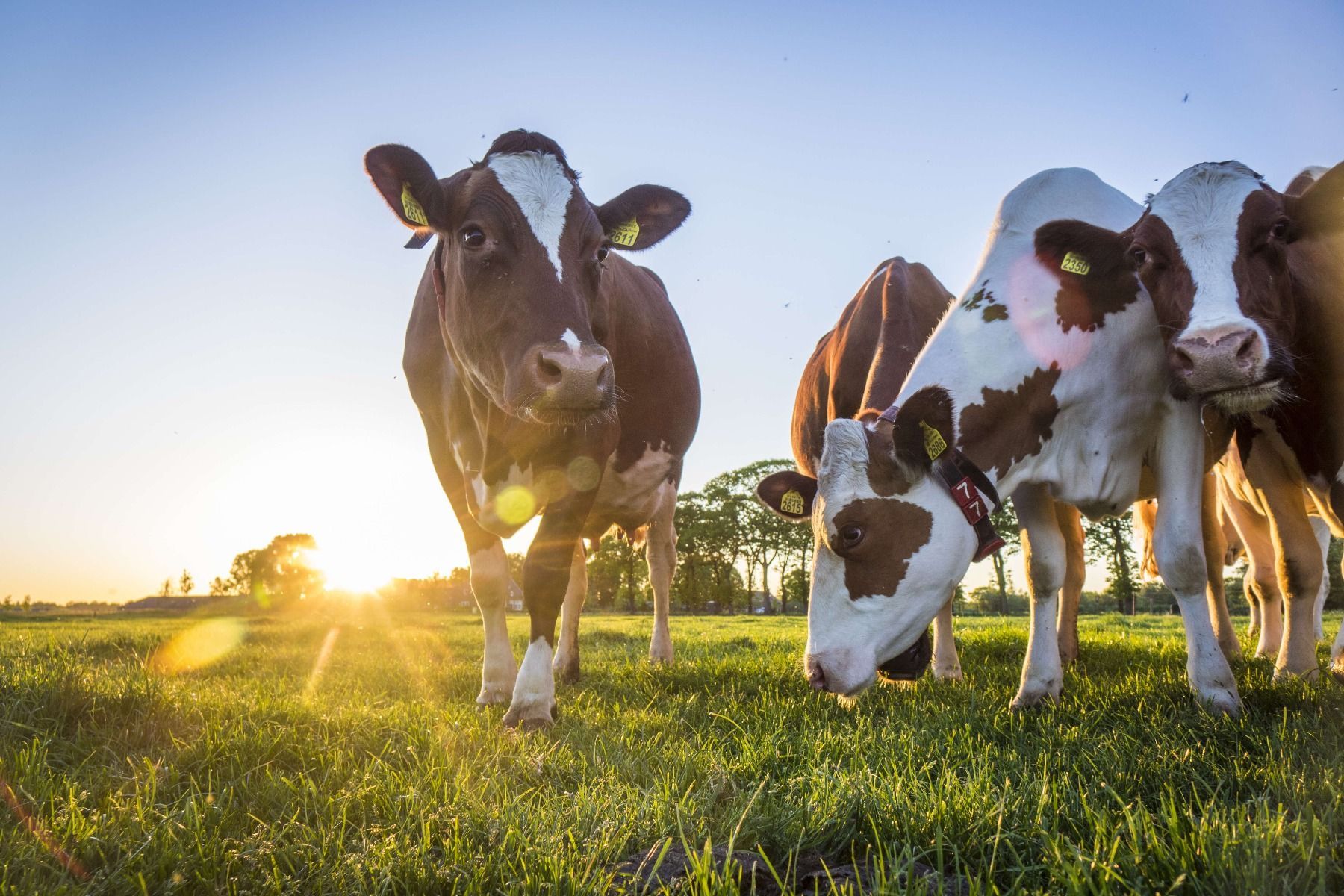 1800x1200 Farm Animal Wallpaper Murals