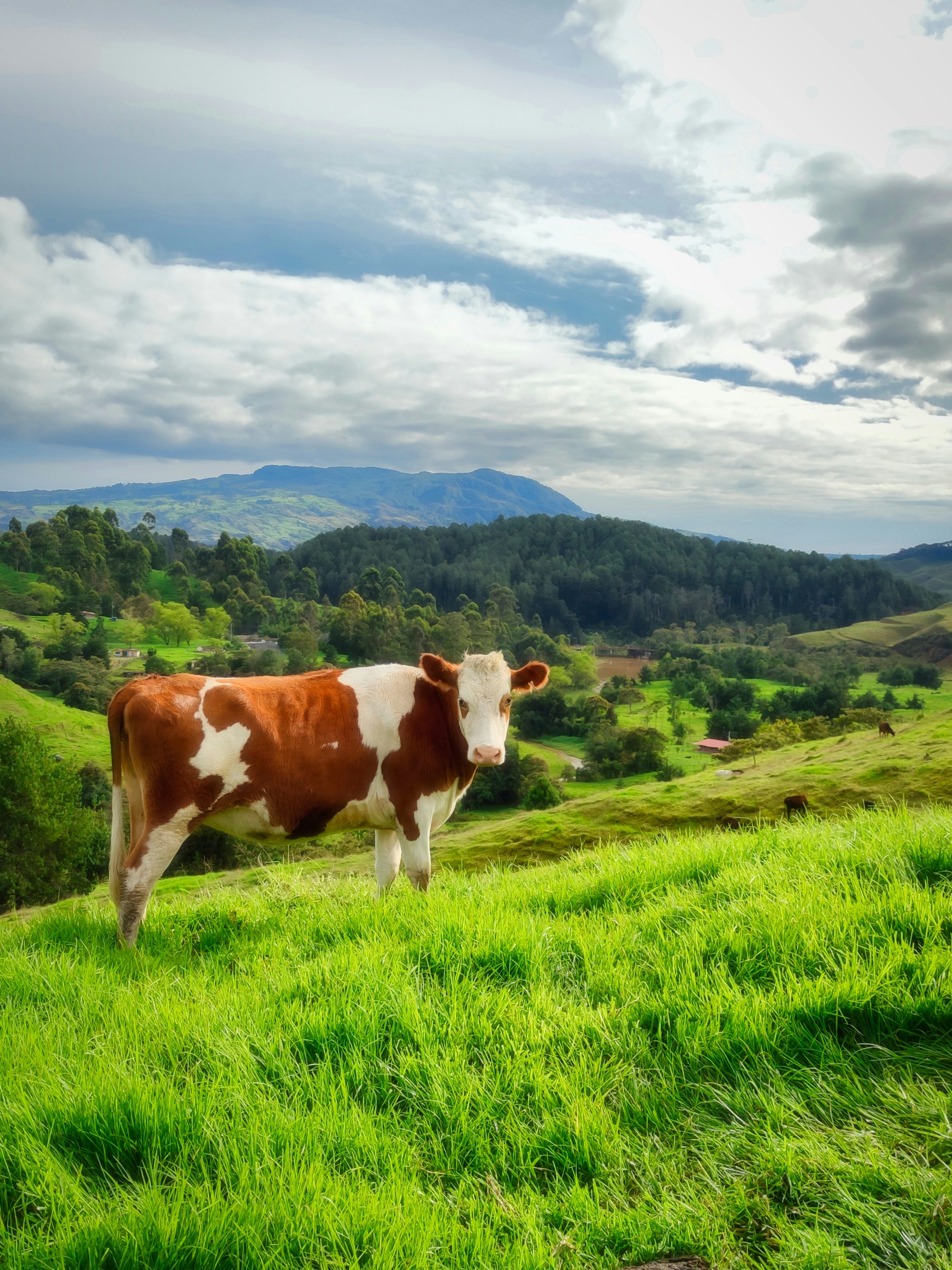 3000x4000 Cow Farm Picture. Download Free Image