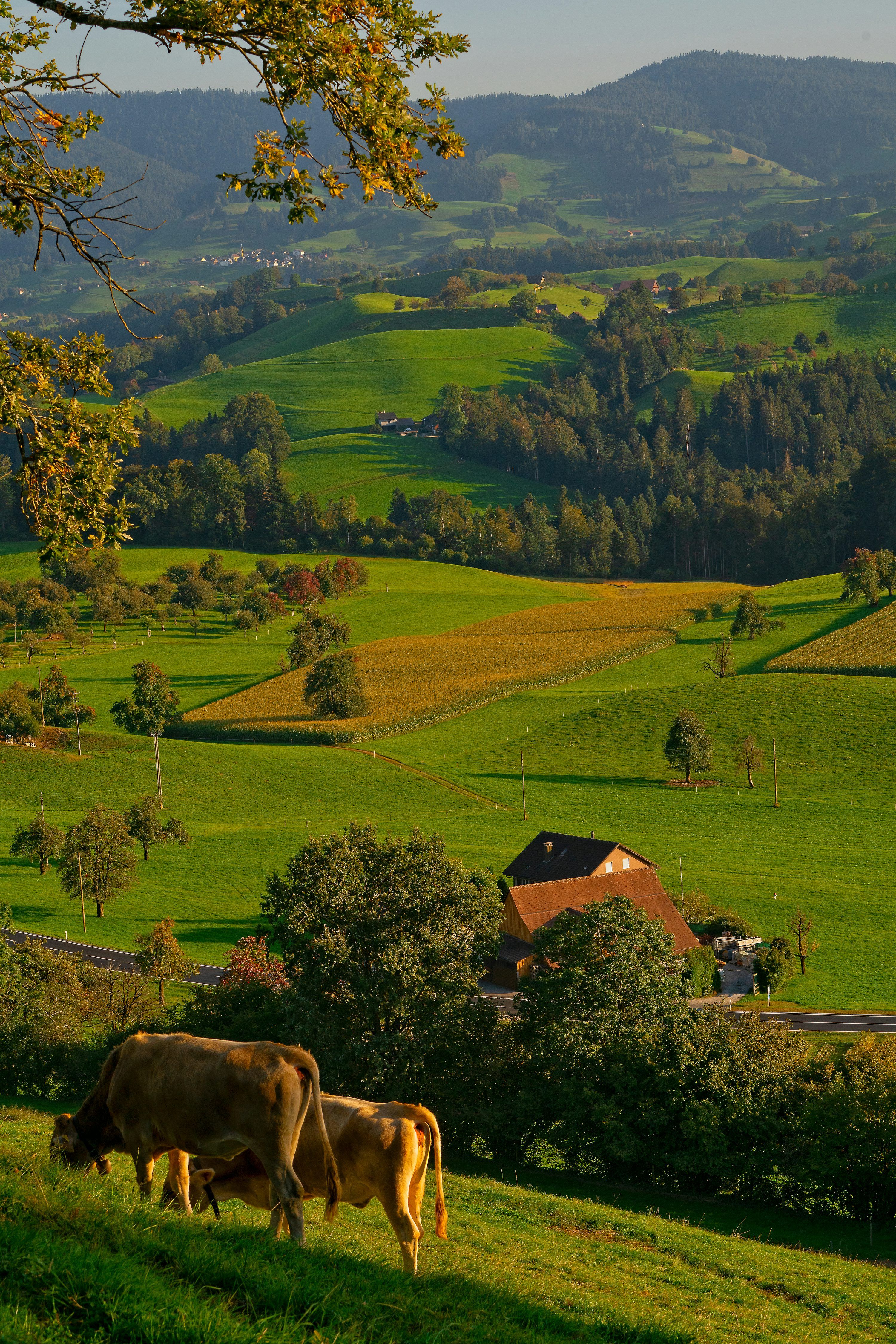 3000x4498 Cow Farm Picture. Download Free Image