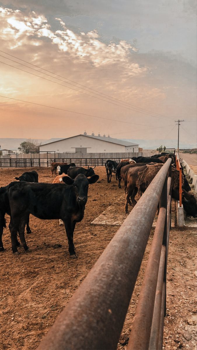 675x1200 cows