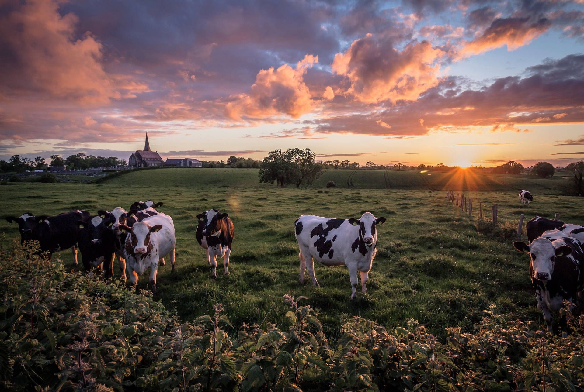 1920x1290 Cattle Farm Wallpaper