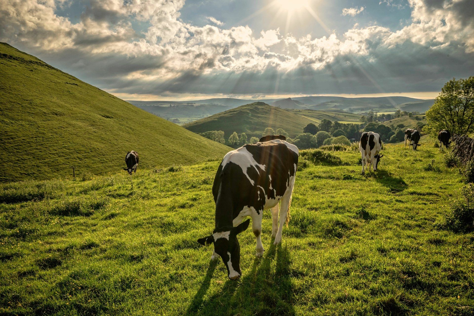 1920x1280 4K Ultra HD Grazing Cows Download Wallpaperx4000