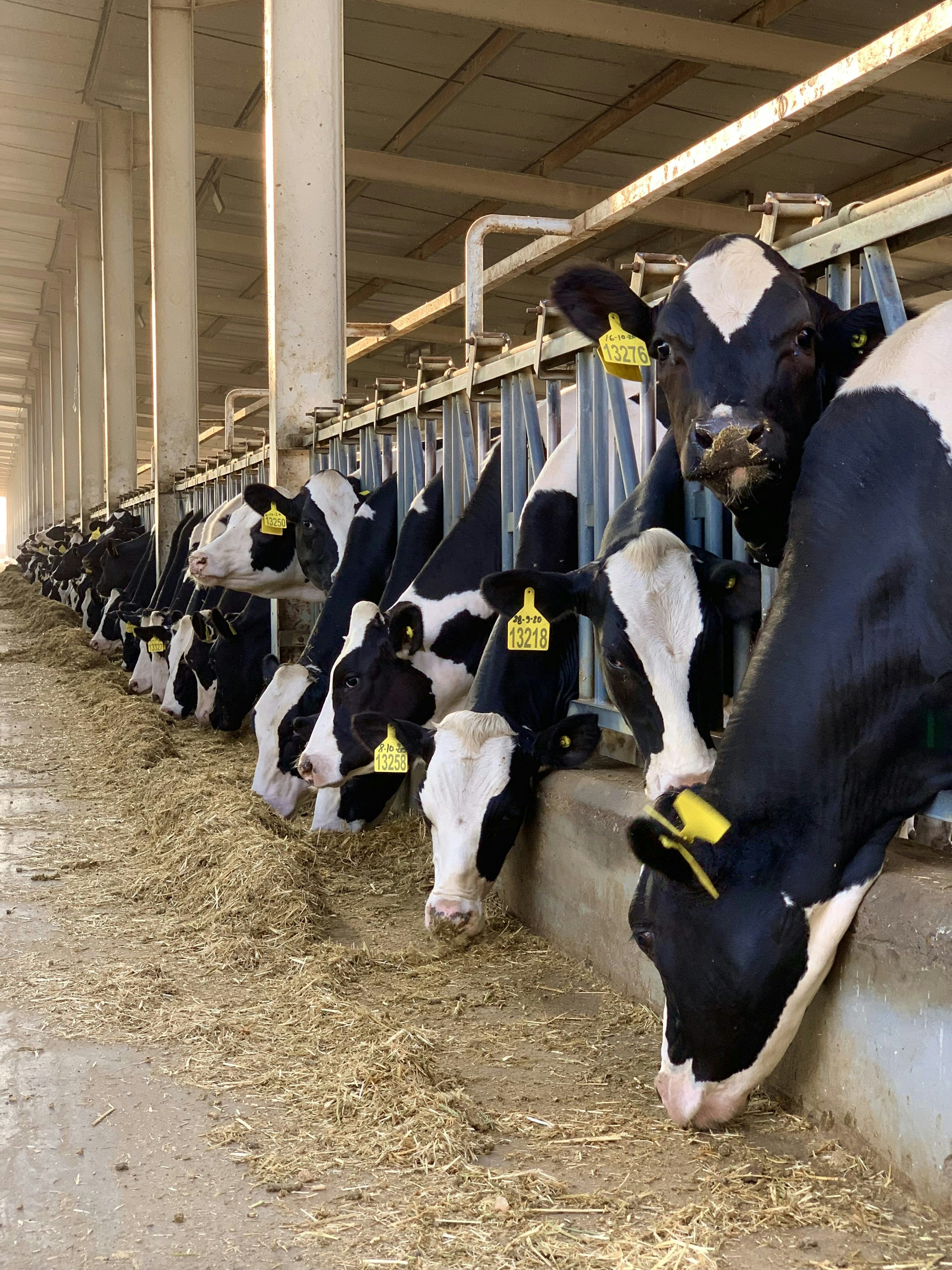 3000x4000 Cows Farm Picture. Download Free Image