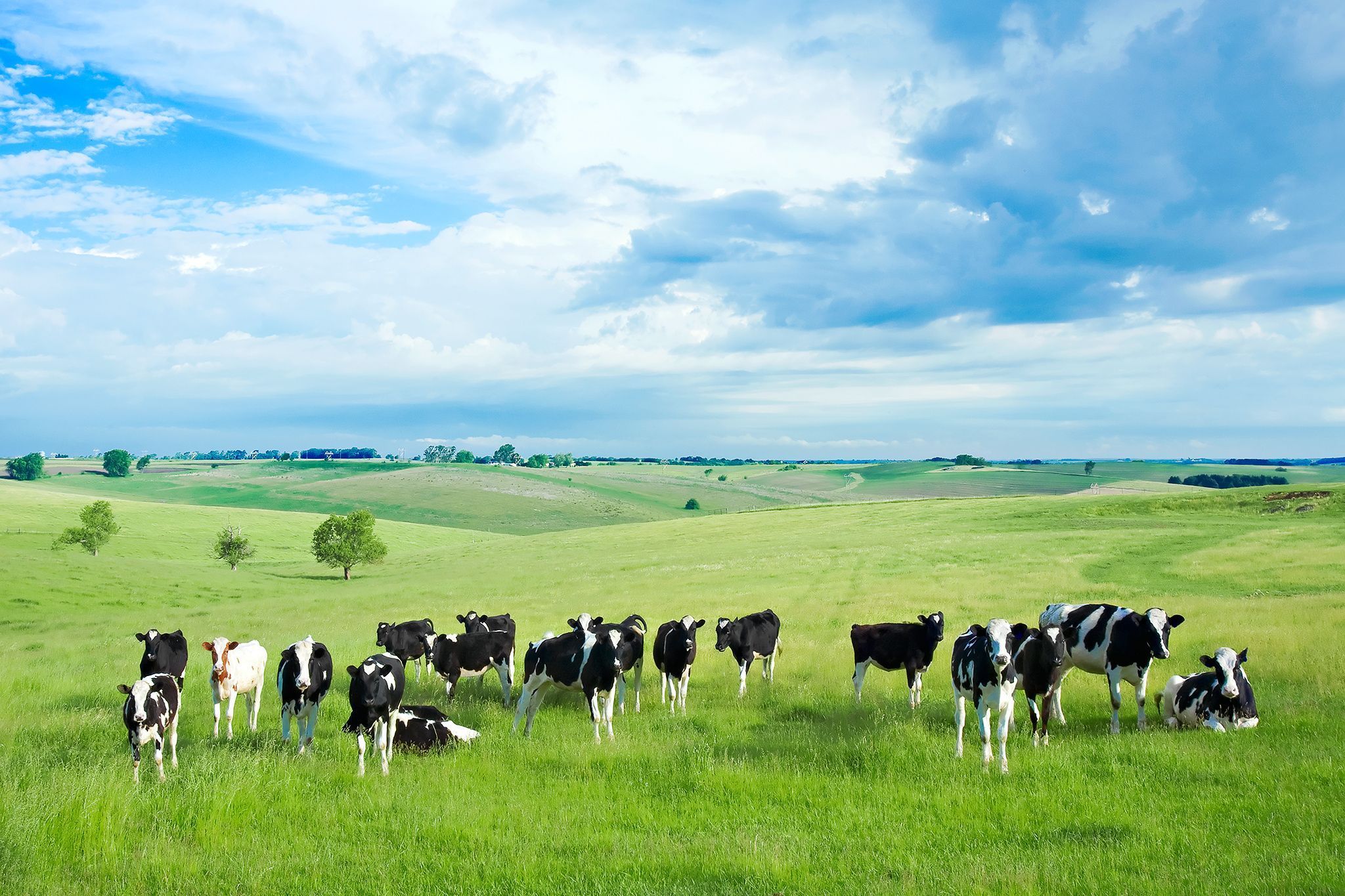 2048x1365 Cattle Farm Wallpaper