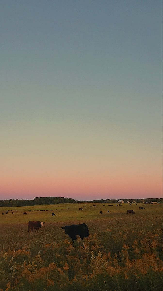 672x1200 Golden Mood Sunset Cows. Kaitlin core, Cow background wallpaper, Aesthetic farm