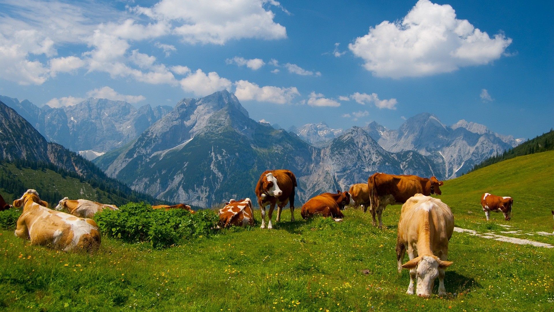1920x1080 Download Animal Cow HD Wallpaperx1080