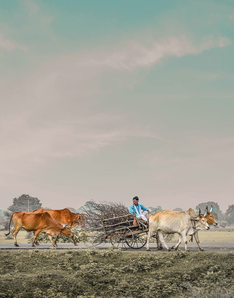 800x1017 Farmer, agriculture, cows, farming, farm, cattle, cultivation, indian, HD phone wallpaper