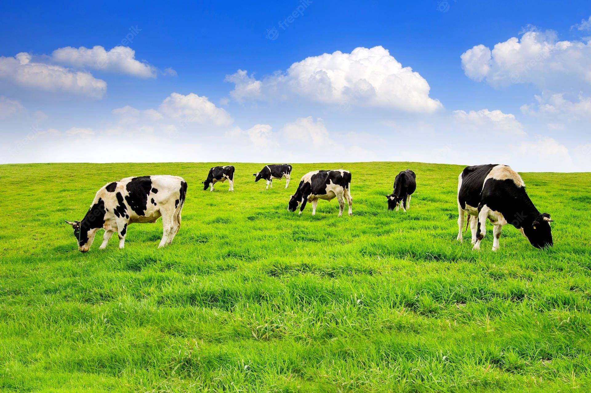1920x1278 Download Cattle Farm Animals On Green Field Wallpaper