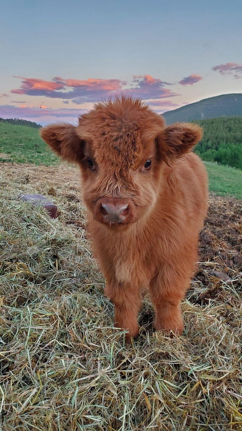 800x1422 Cute cow, farm, cows, HD phone wallpaper