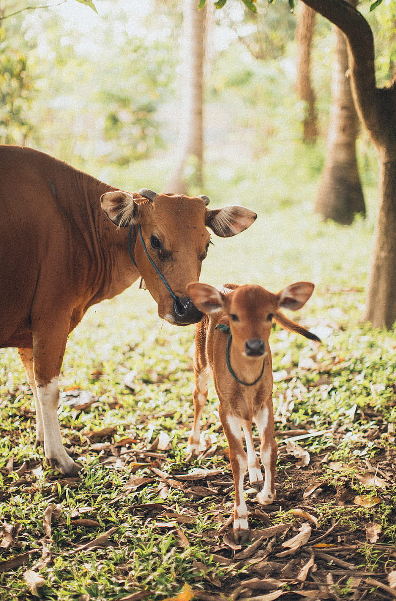 800x1214 Cow and Calf, mom and baby, field, farming, milk, farm, cattle, animals, pet, HD phone wallpaper