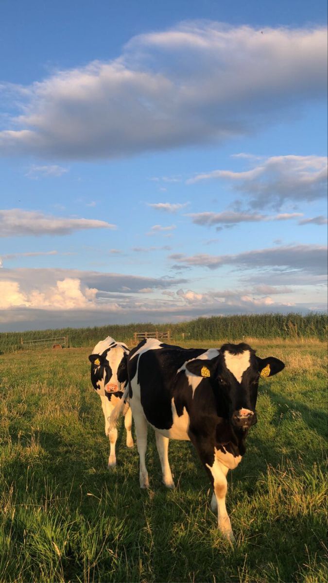 675x1200 cows farm life aesthetic