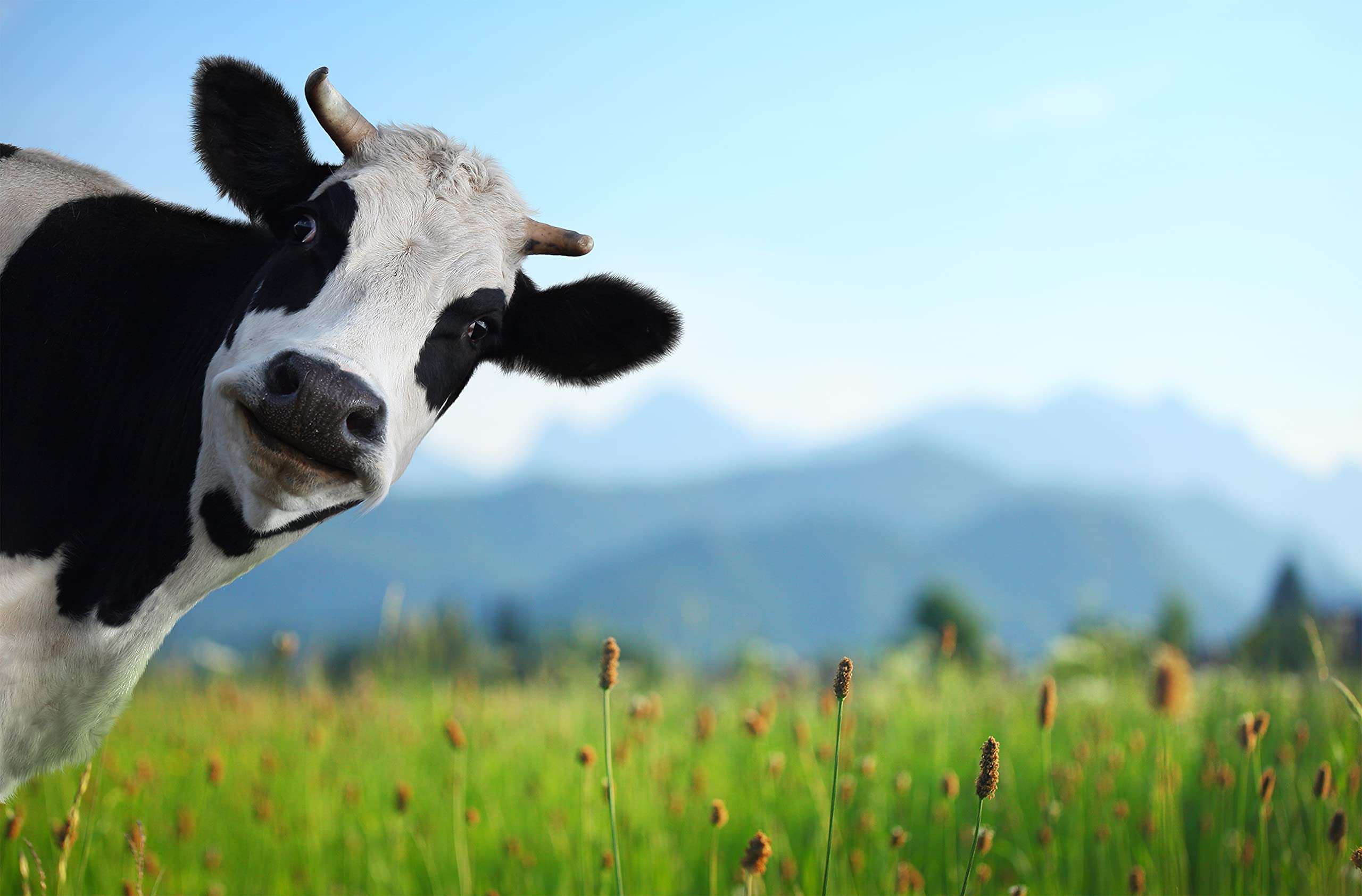 2560x1684 Funny Cow Pattern Non Woven Photo Wallpaper 400x260cm (1030Pr) Humour Nature Landscape Mountains Farm Animals With Glue Panoramic Poster : Amazon.com.be: Tools & Home Improvement