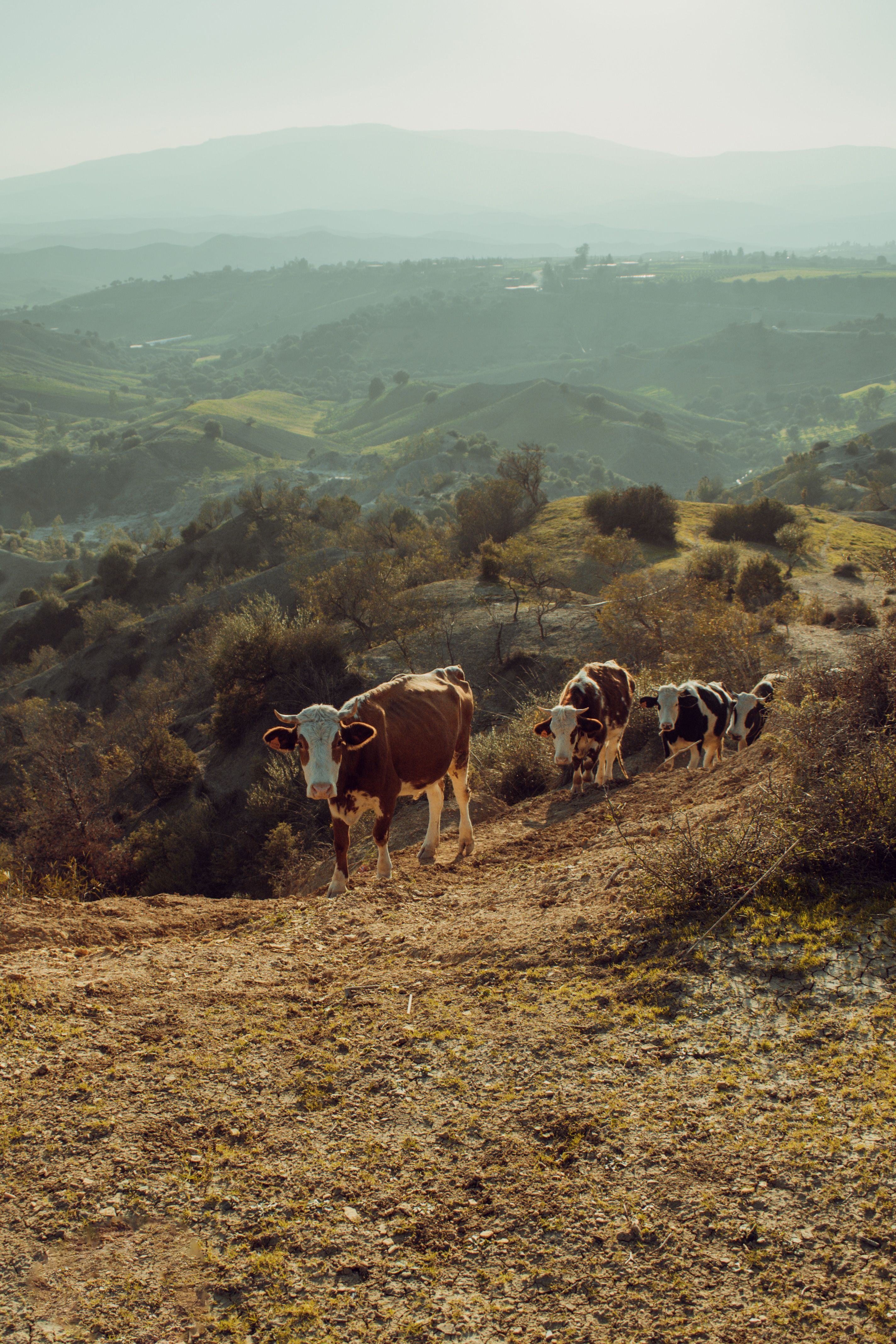 2848x4272 Cows Hills Photo, Download The BEST Free Cows Hills & HD Image