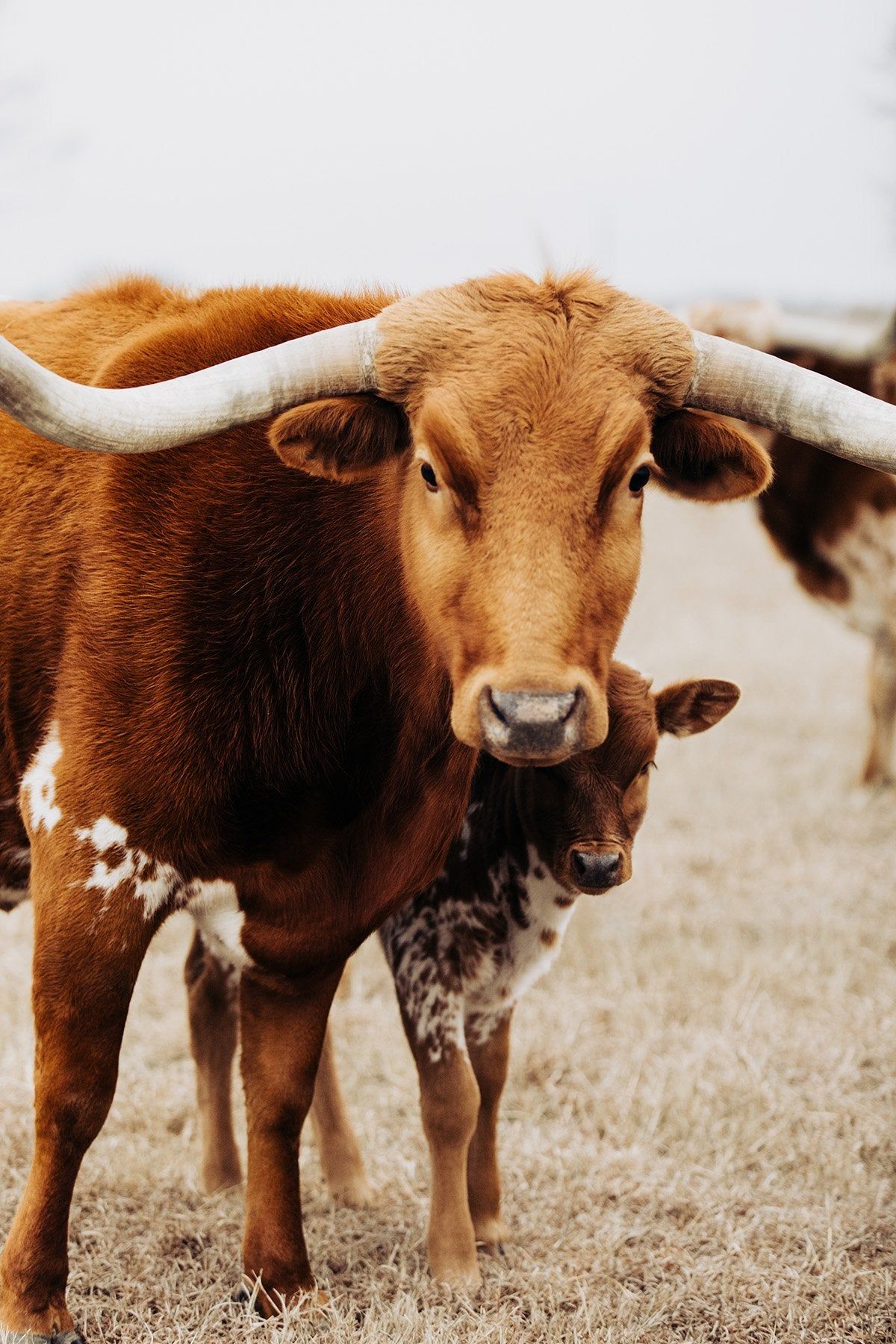 1200x1800 Farm Free Longhorn Cow Free Texas Longhorns Longhorn Wall Art By Cathy Valle