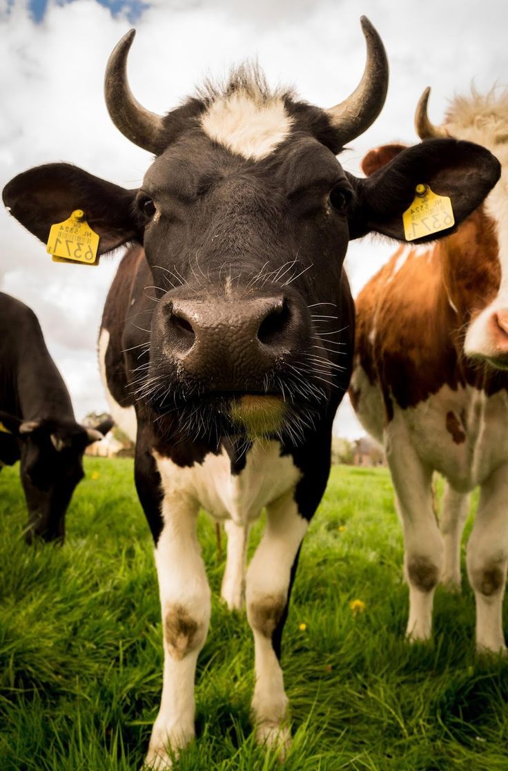 736x1116 Farm Animal Wallpaper High Quality Desktop, iphone and android and Wallpaper
