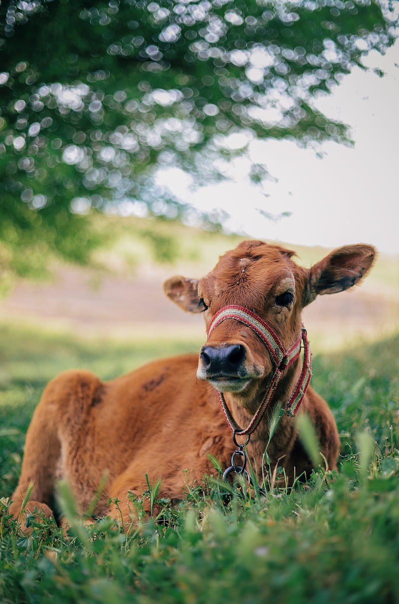 800x1209 Cow, cows, milk, animal, farm, ox, cattle, animals, pet, HD phone wallpaper