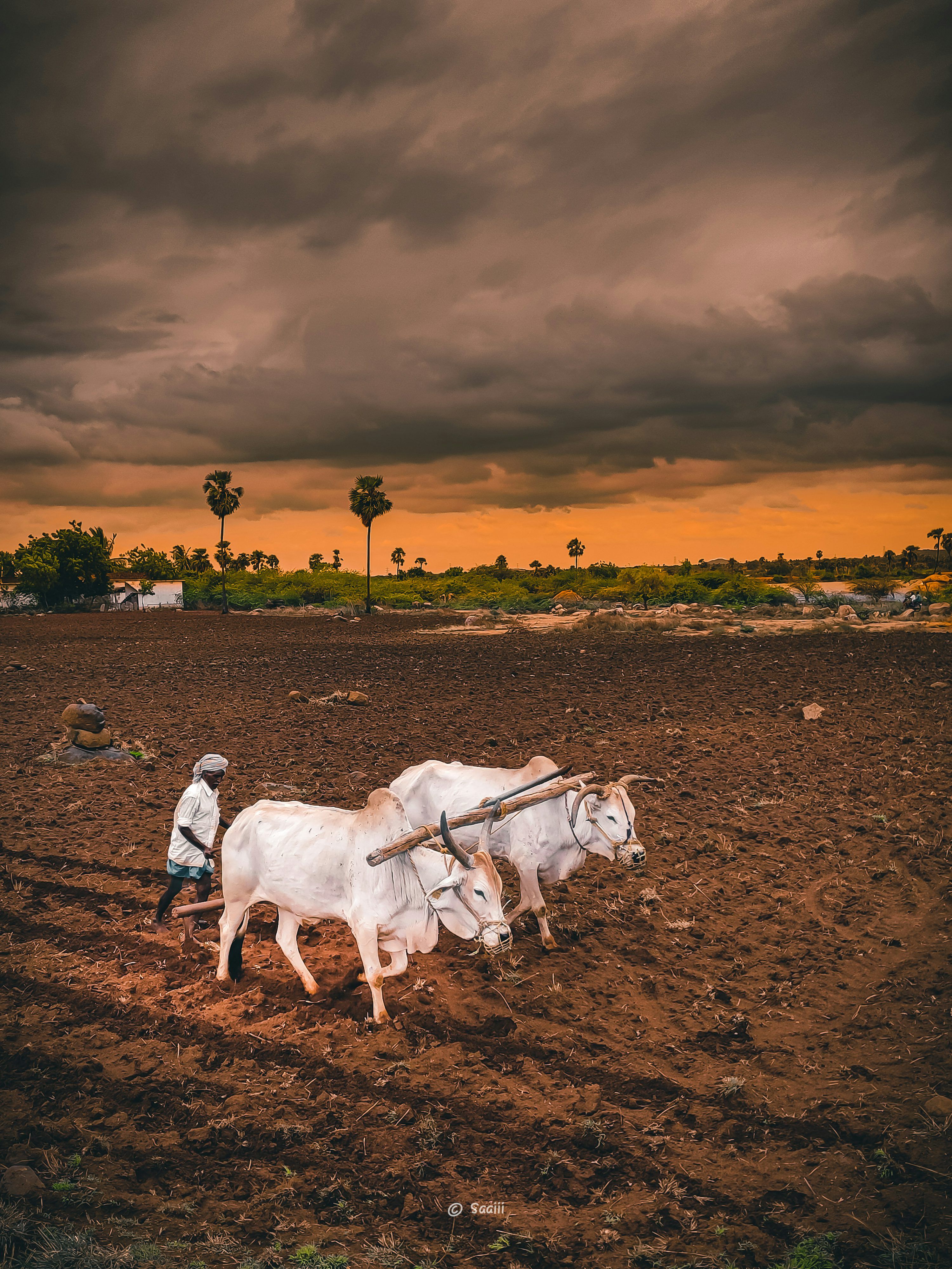 3000x4000 Cattle Farmer Picture. Download Free Image