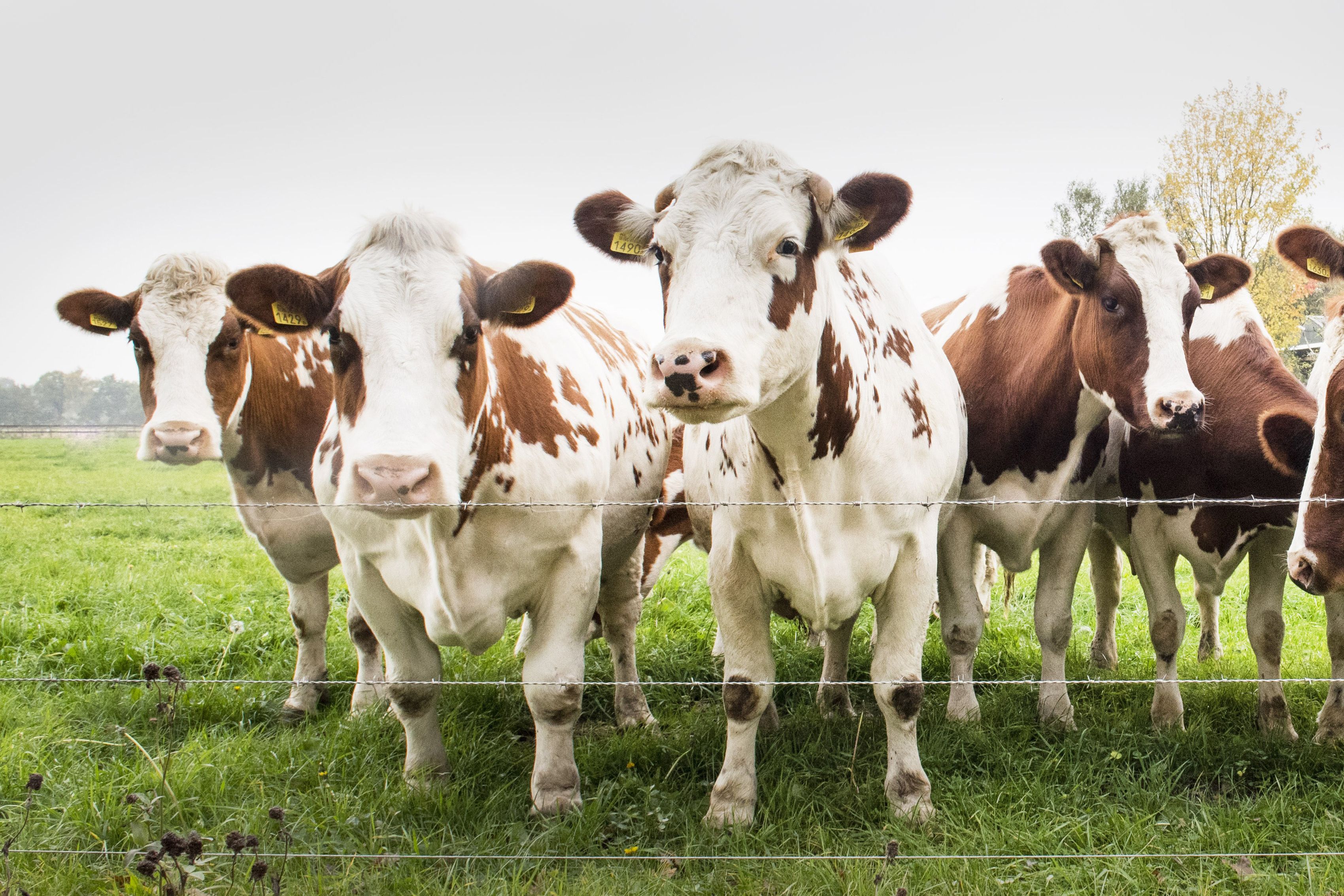 3400x2267 Cows In Field Royalty Free