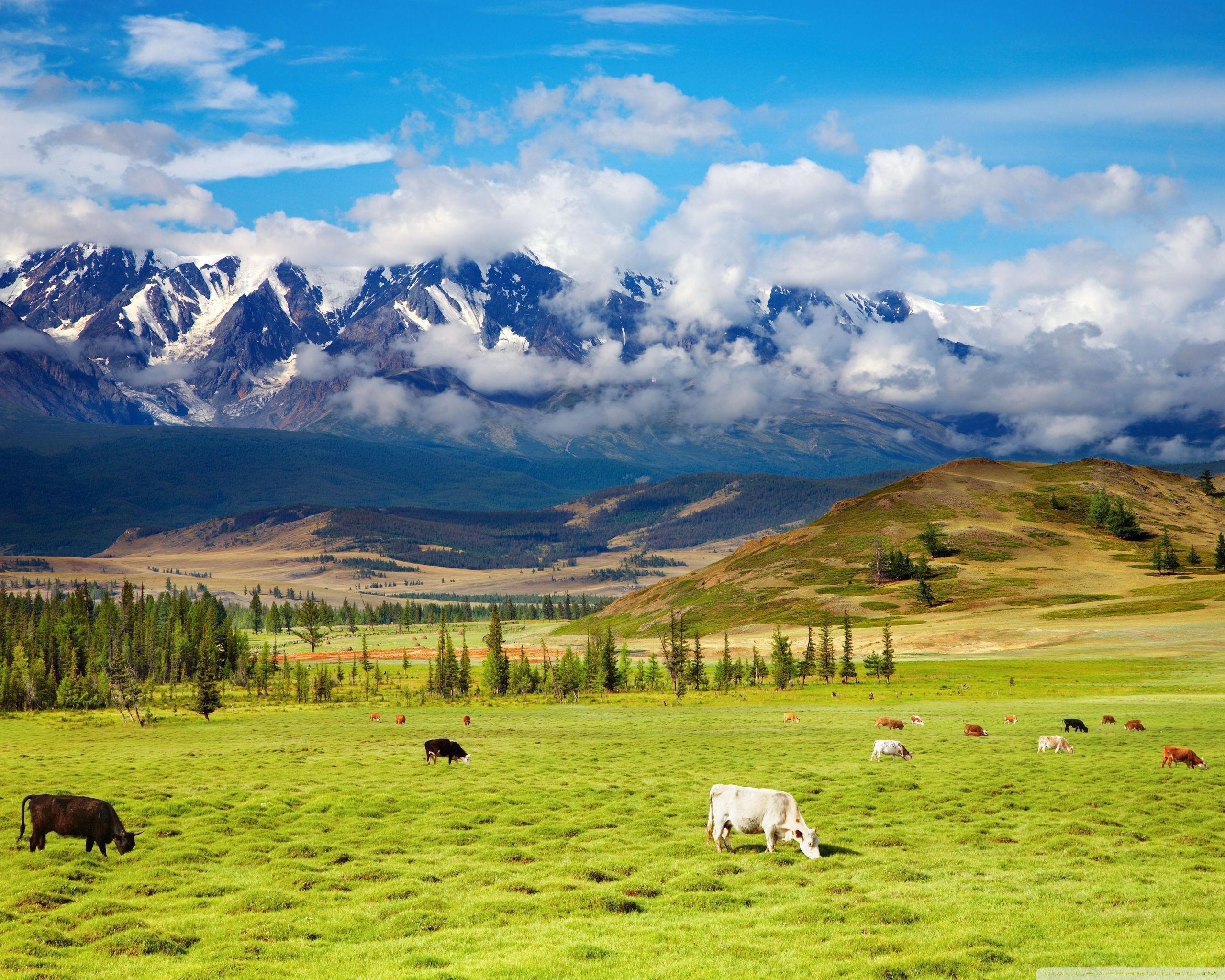 2560x2048 Cattle, Pasture 4K UHD Wallpaper for UltraHD Desktop and TV : Dual Monitor : Smartphone and Tablet Devices