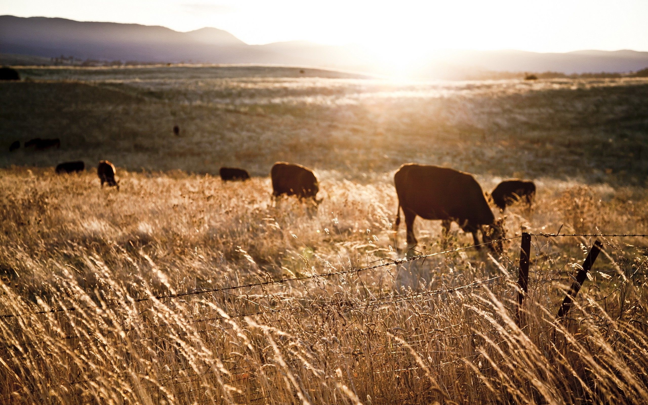 2560x1600 sunlight, Farm, Fence, Landscape, Cows, Animals, Field Wallpaper HD / Desktop and Mobile Background