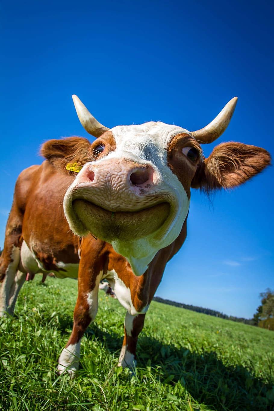910x1365 Download Funny Farm Animal Cattle Smiling At Camera Wallpaper