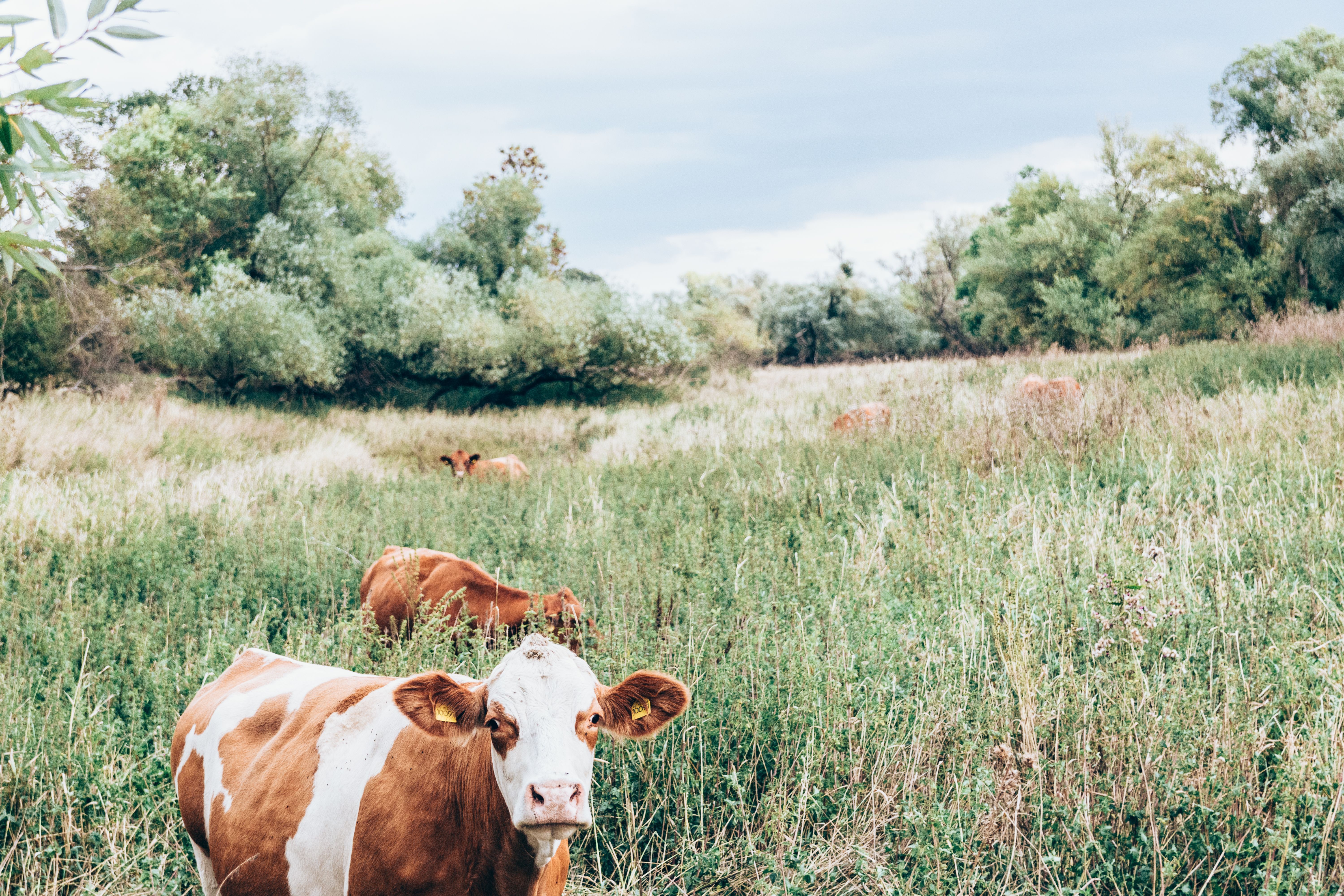 6000x4000 Heard Of Cows Photo, Download The BEST Free Heard Of Cows & HD Image