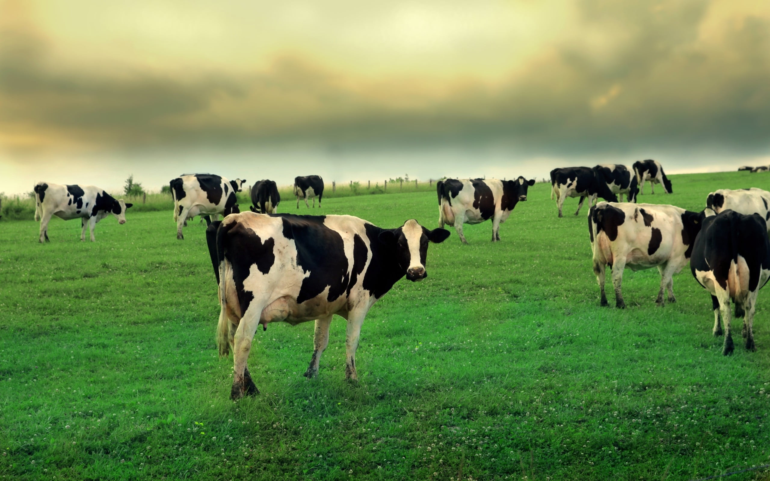 2560x1600 Herd Of Black And White Cattle On Open Grass Field HD Wallpaper