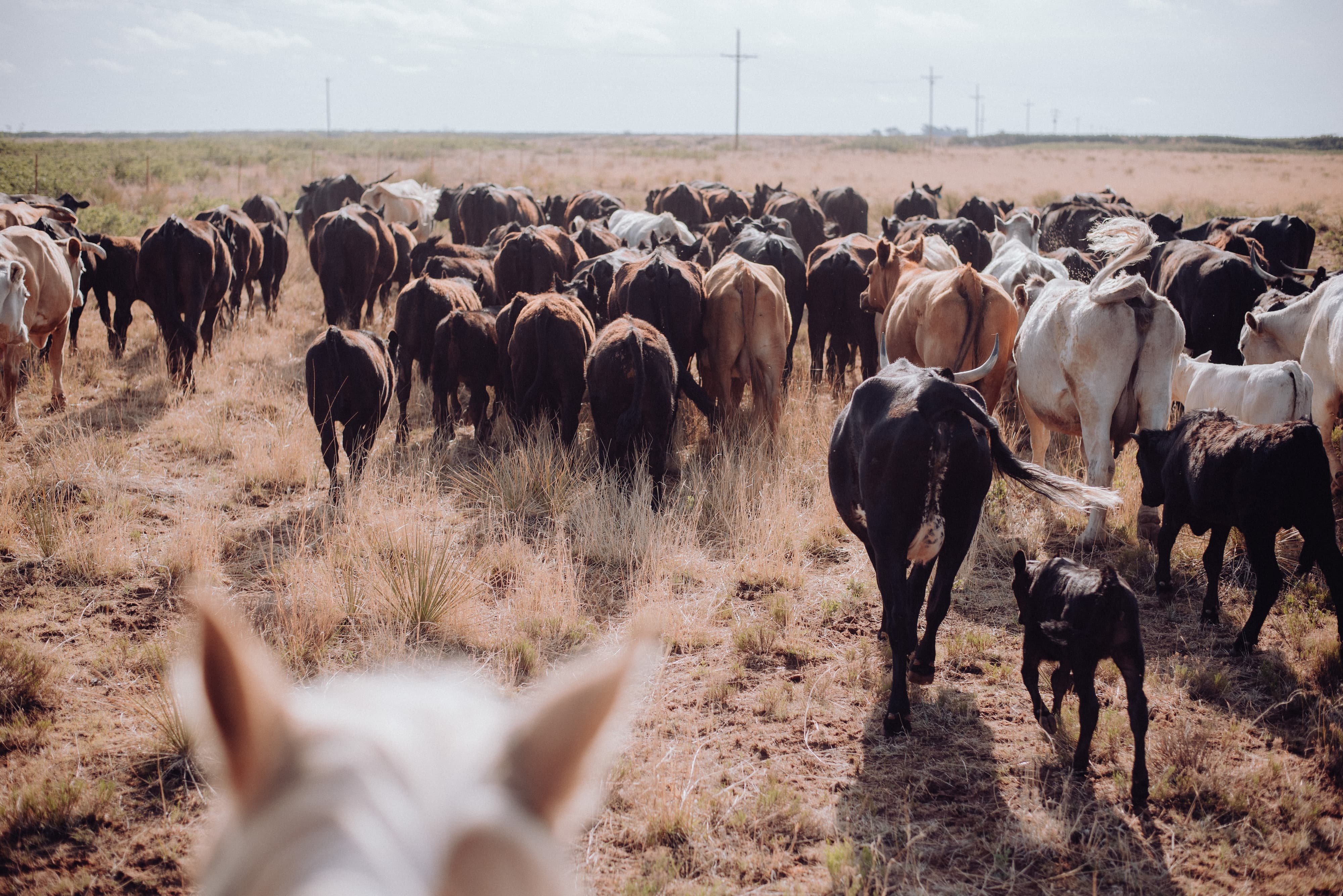 4000x2670 History of American Cattle Ranching
