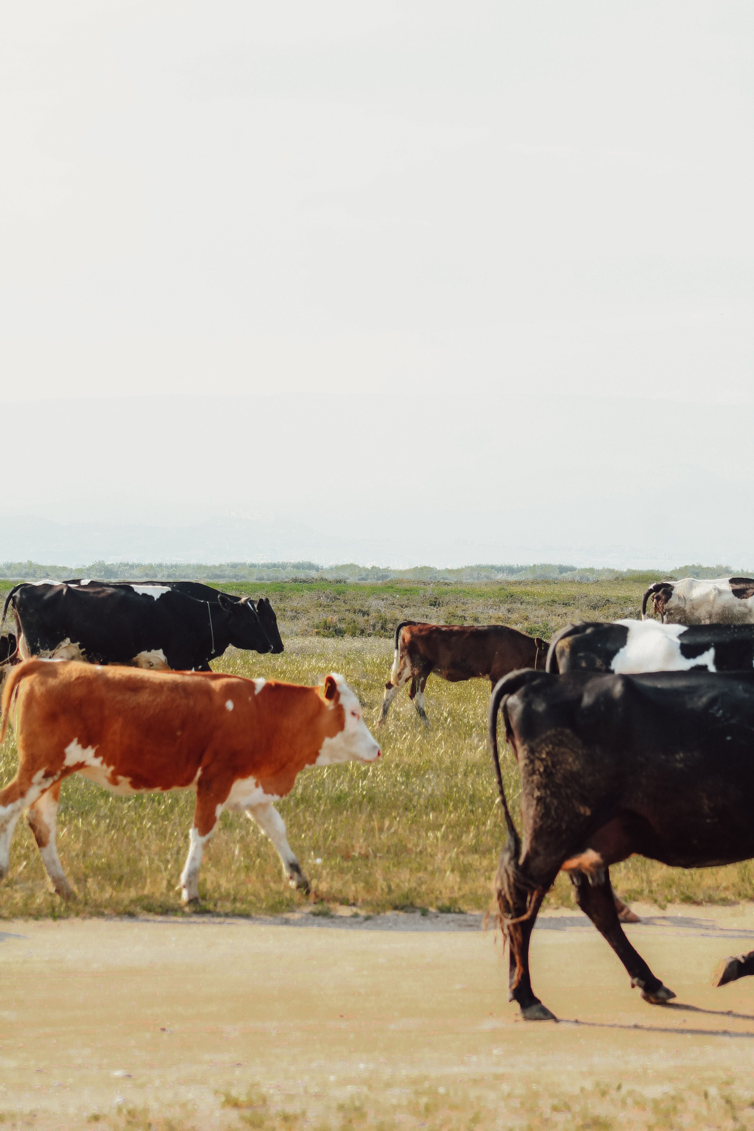 2848x4272 Cow Herd Photo, Download The BEST Free Cow Herd & HD Image