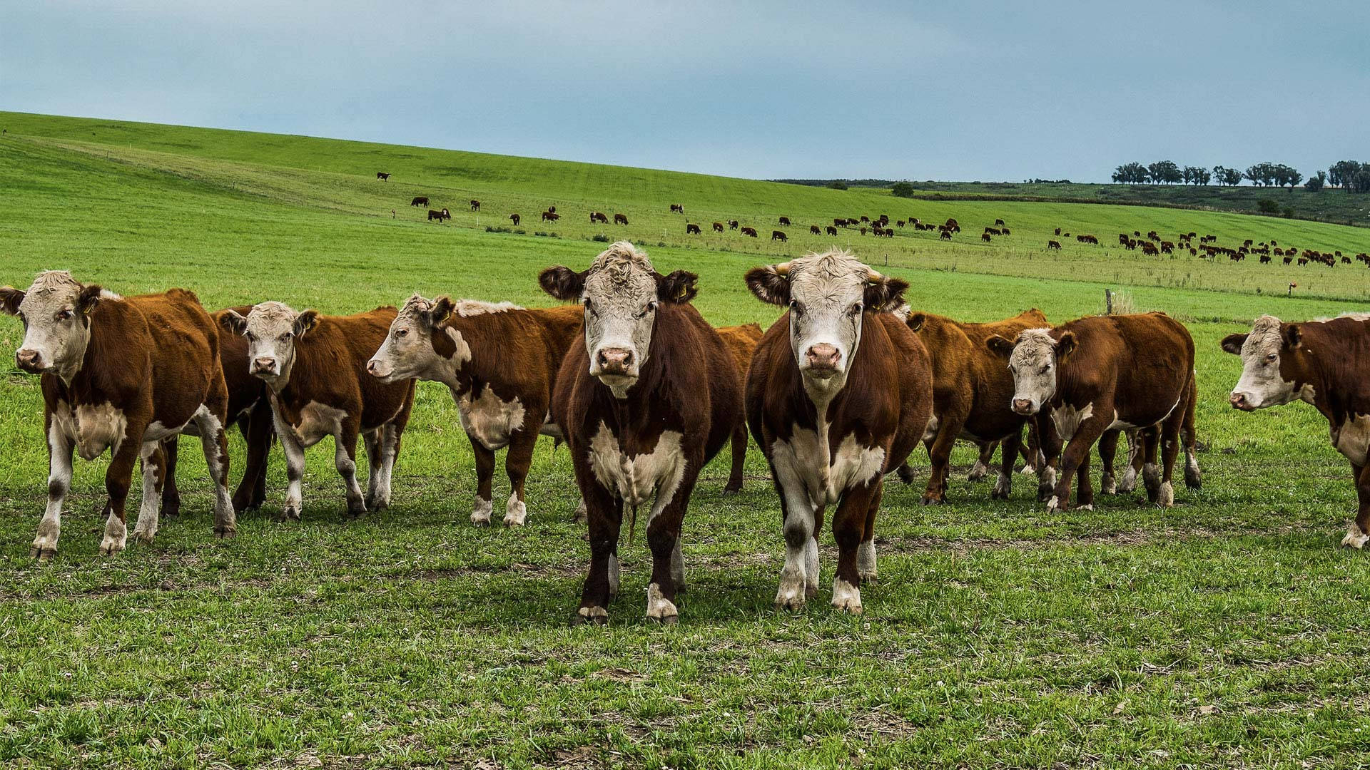 1920x1080 Cattle Wallpaper