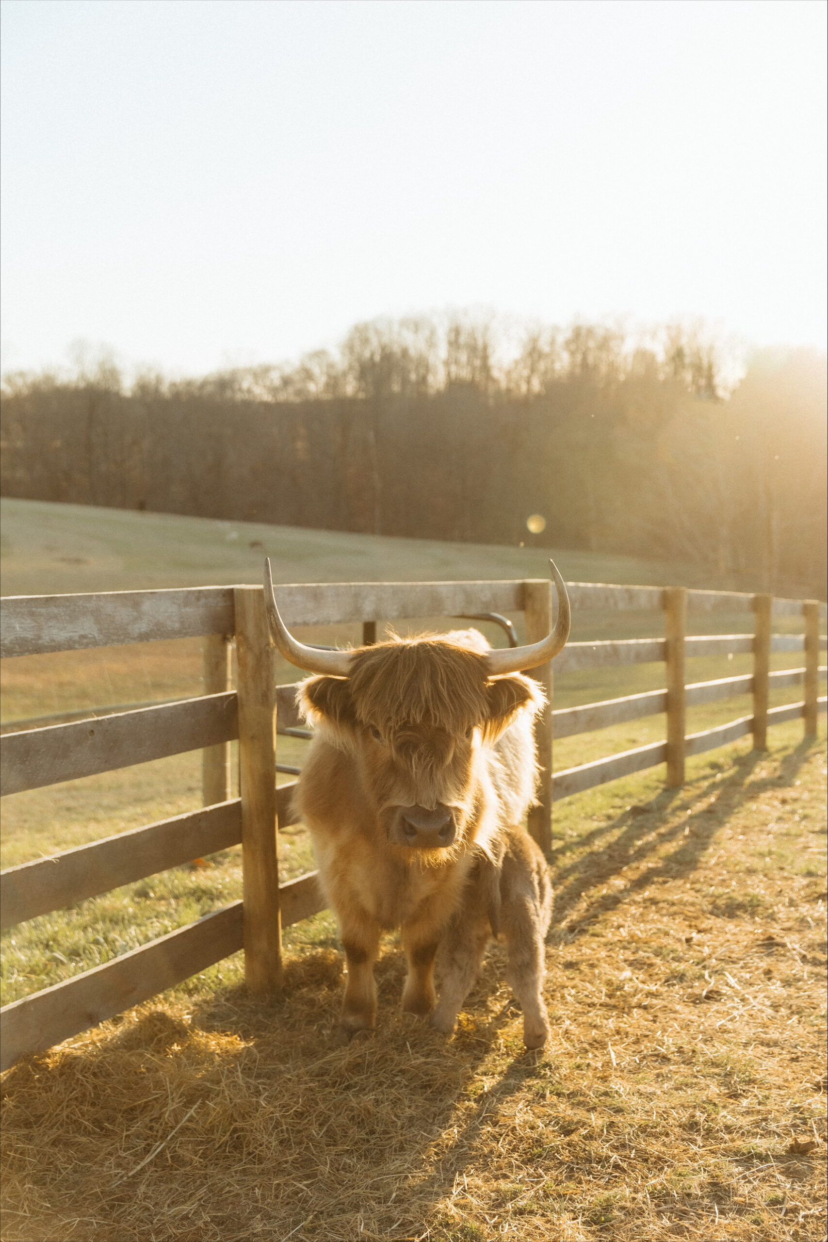 1707x2560 Sterling Hills Farm: A Highland Cattle Farm in Hunt Country Rooted in Heart Scout Guide