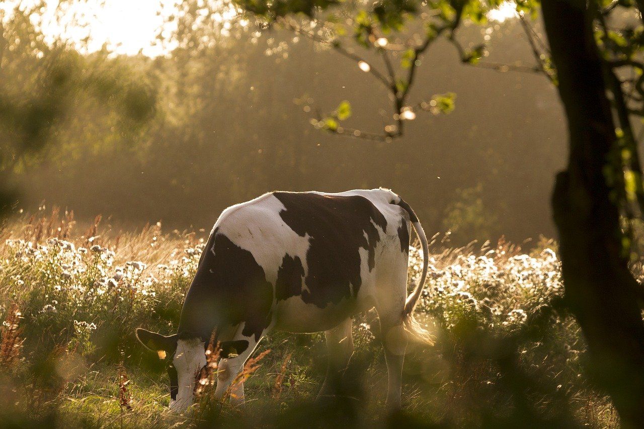 1280x853 The birds, the bulls and the bees and Dairy