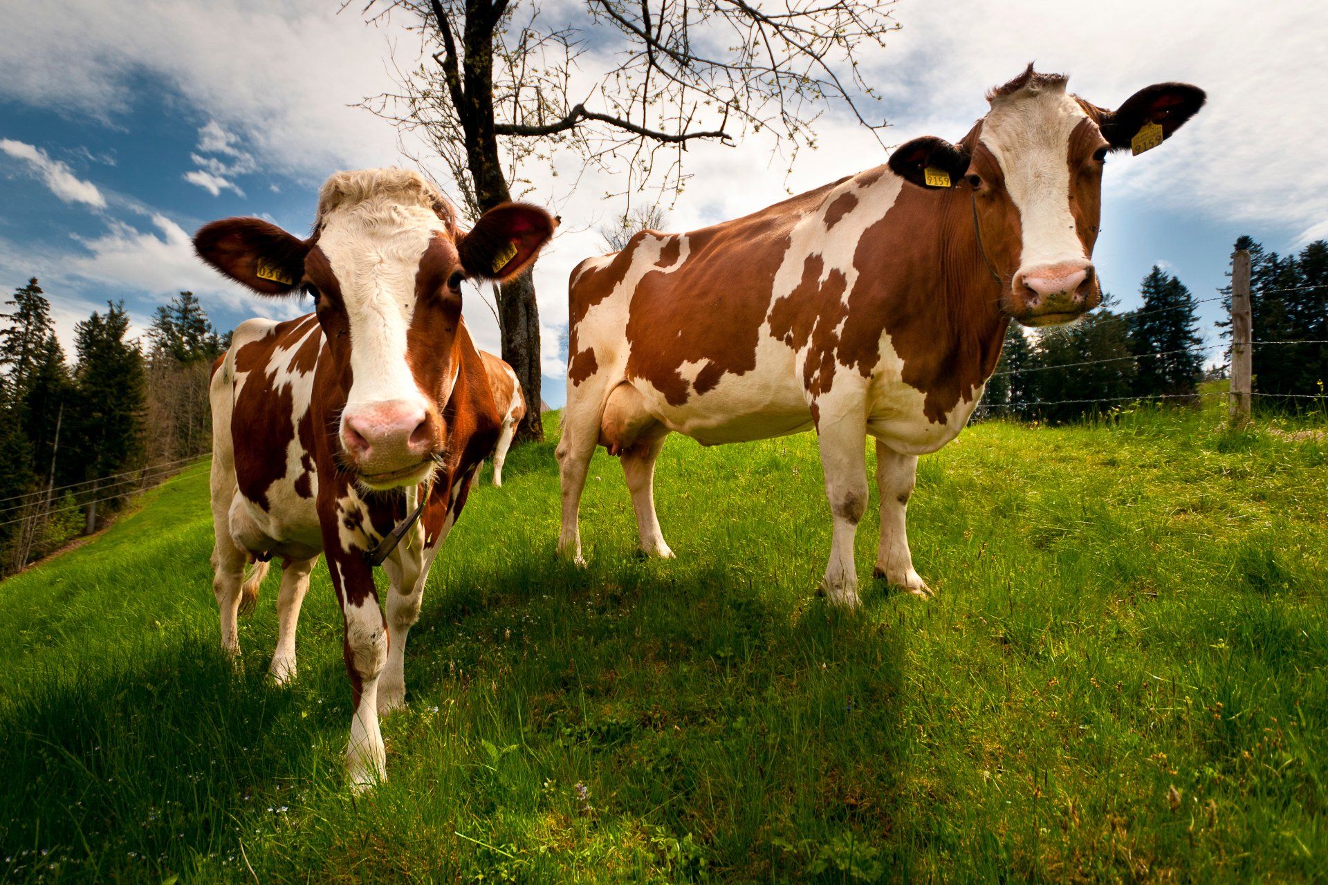 1920x1280 Download Animal Cow 4k Ultra HD Wallpaperx2682