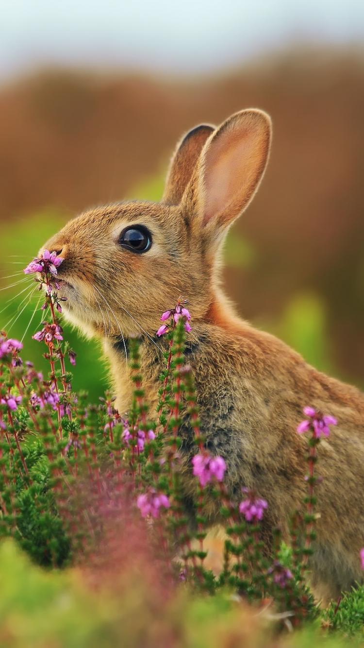 750x1334 Rabbit Phone Wallpaper