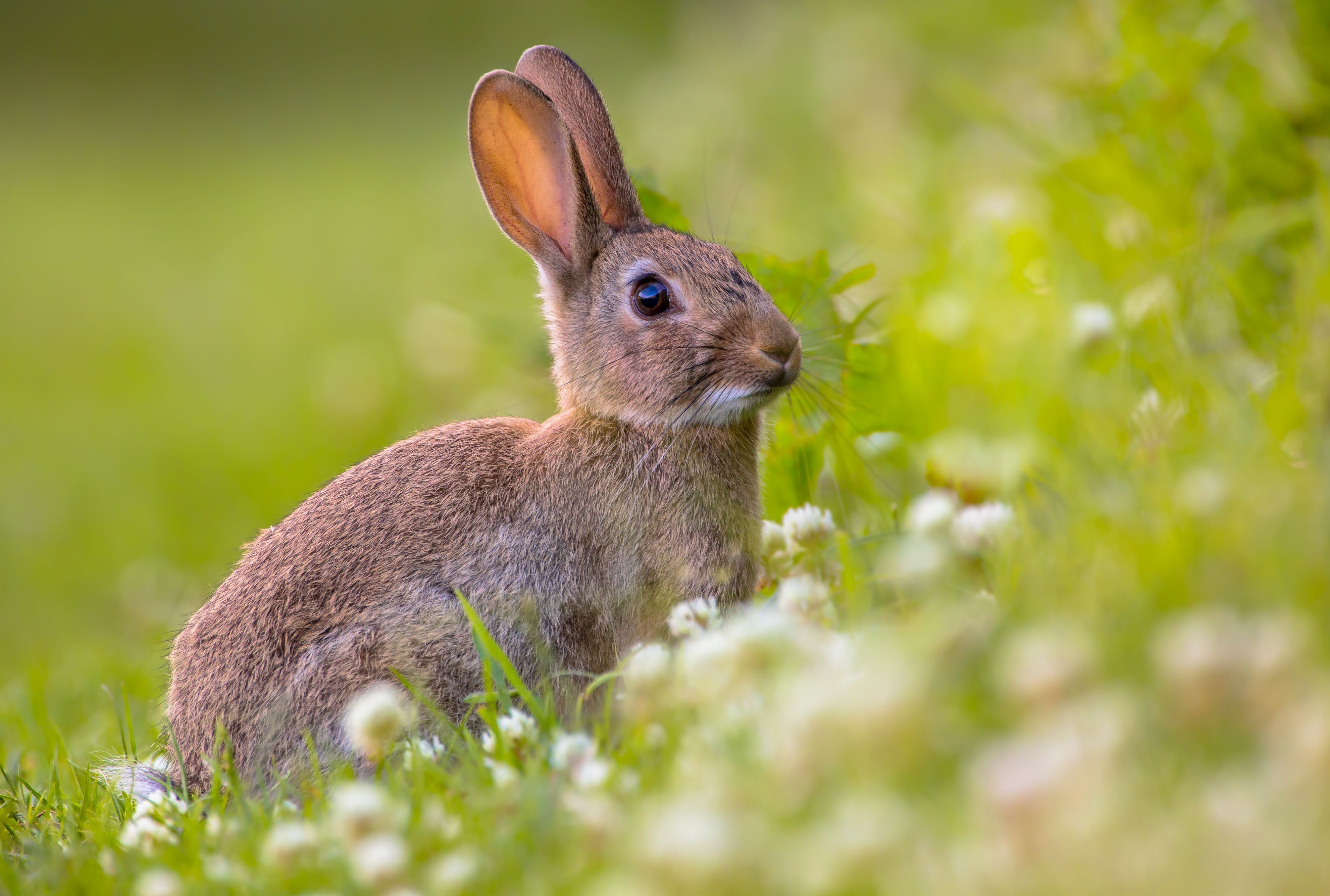 3964x2670 Download Animal Rabbit 4k Ultra HD Wallpaperx2670