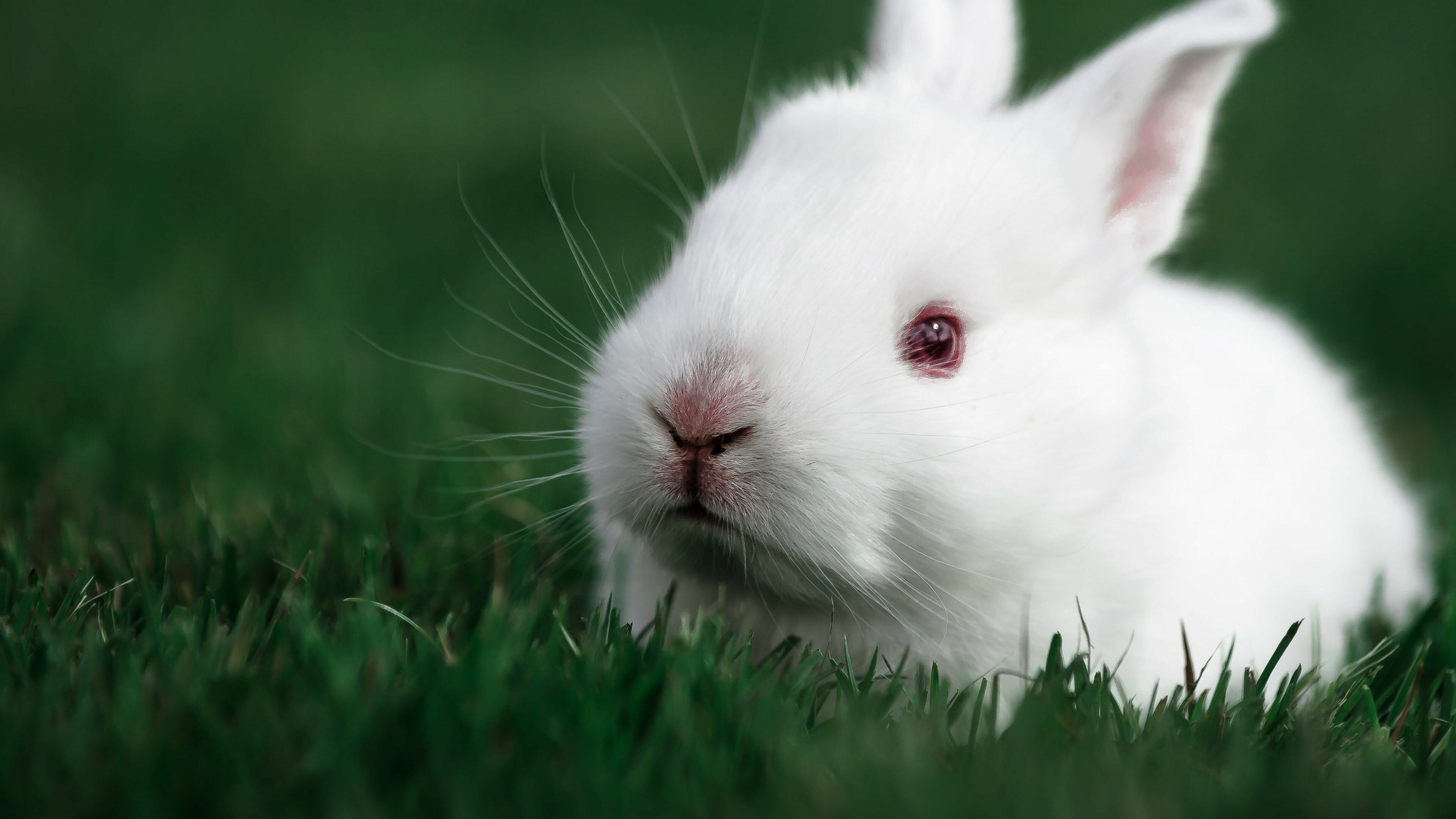 3840x2160 Rabbit Wallpaper