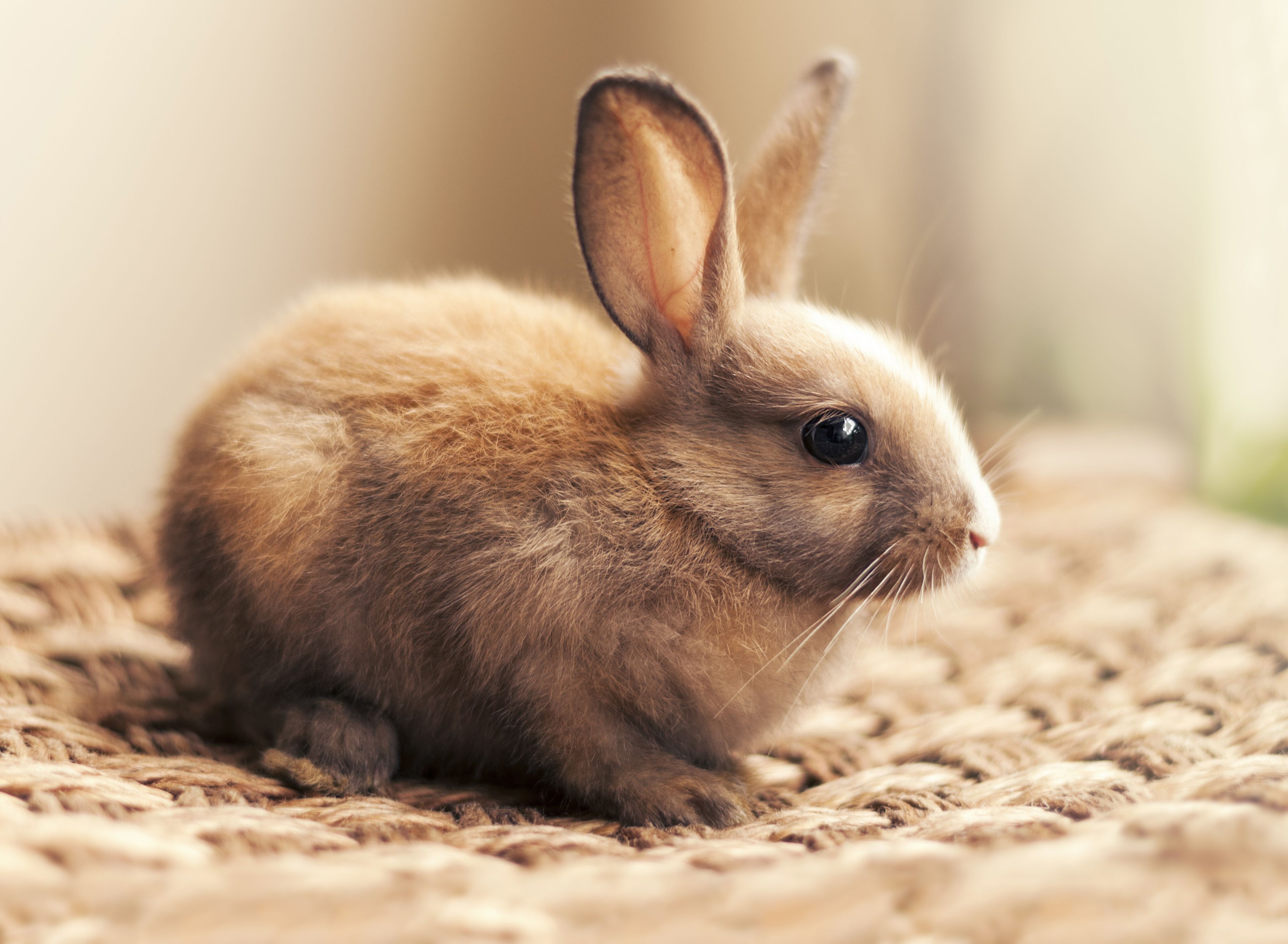 3845x2820 4K Ultra HD Rabbit Delight: Soft and Adorable Animal Wallpaperx2820