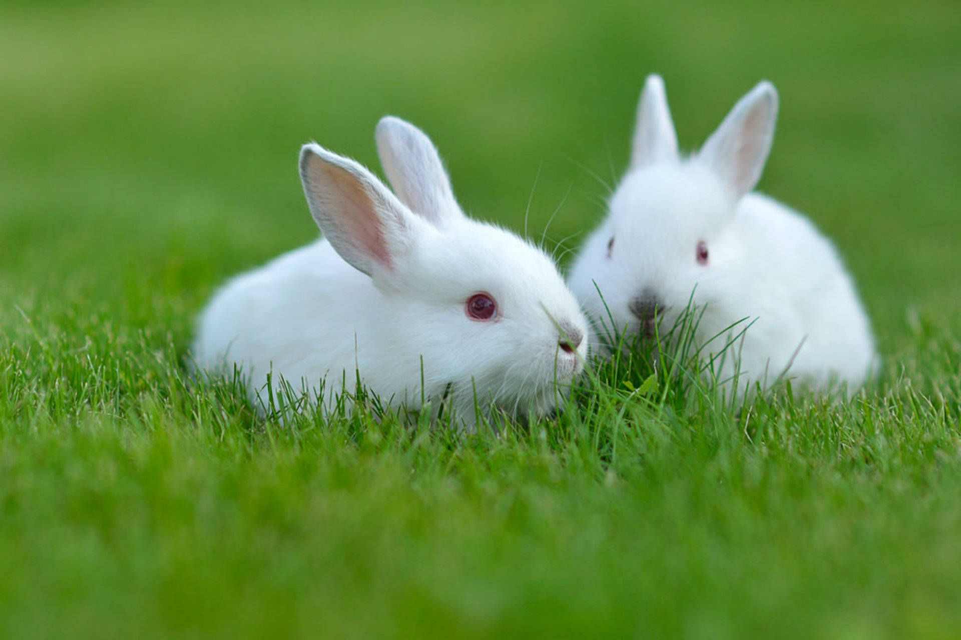 1920x1280 Download Two White Rabbits Wallpaper