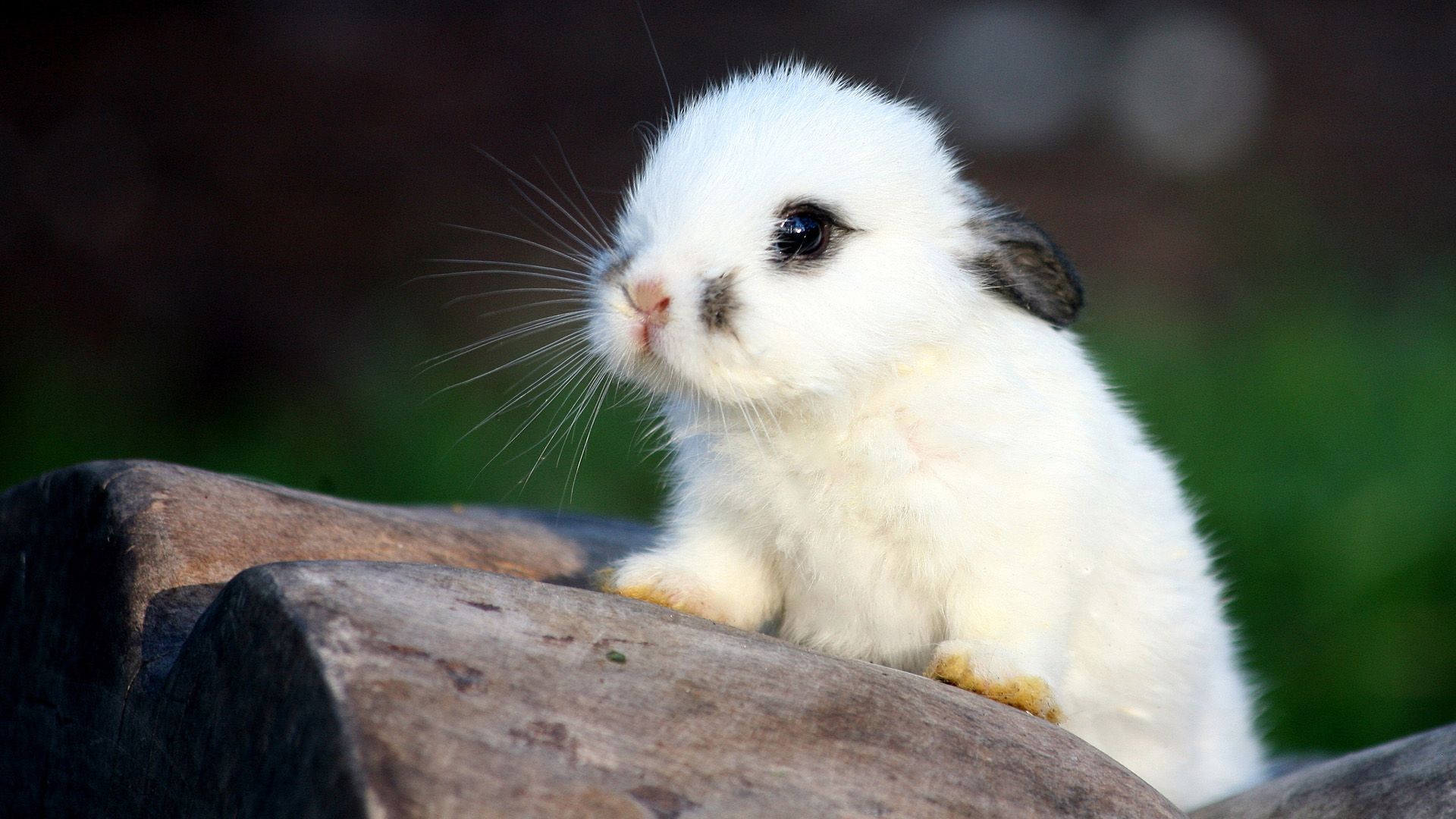 1920x1080 Free Rabbit 4K Wallpaper & Desktop HD Background for PC
