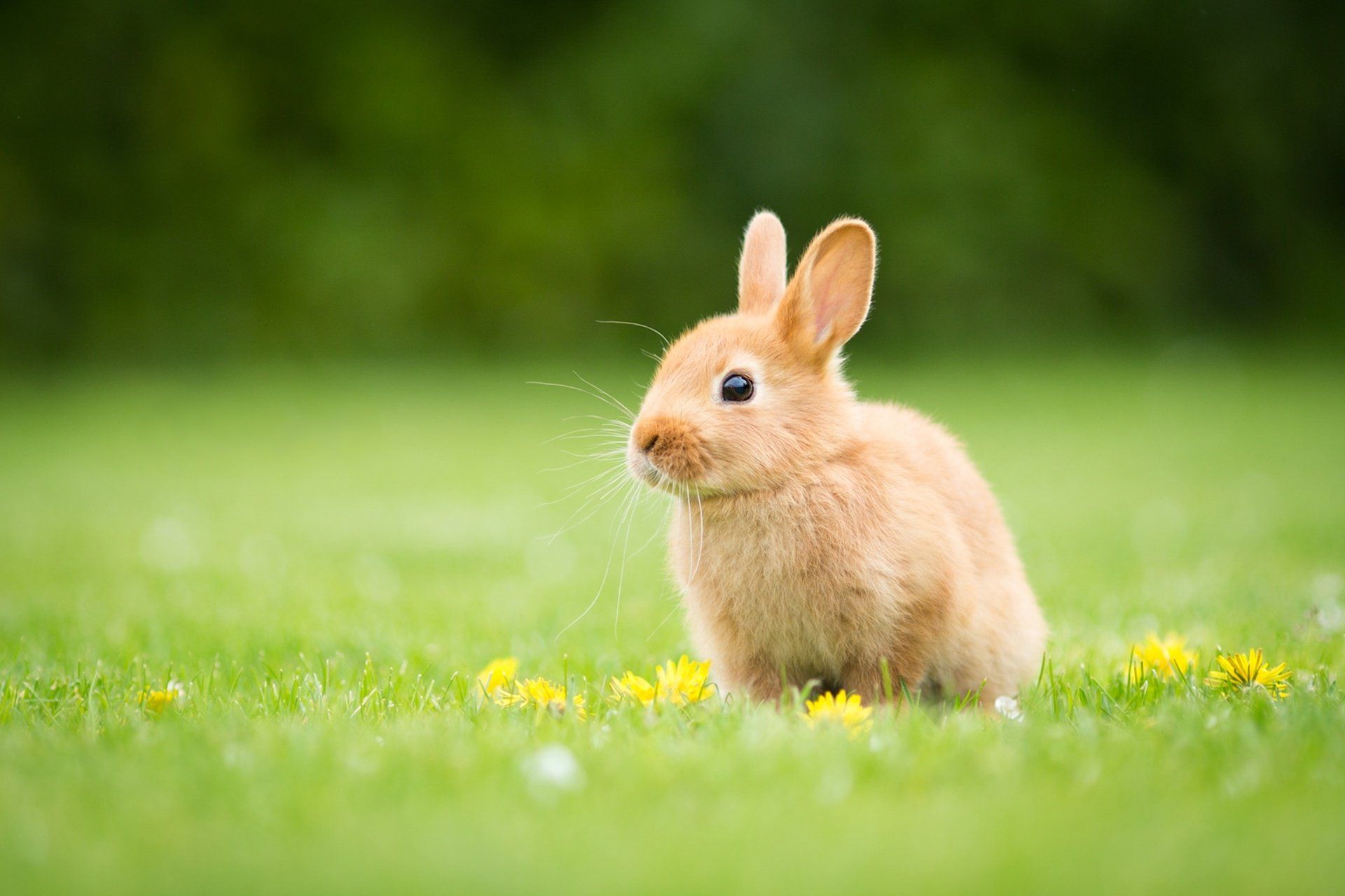 1920x1280 Bokeh Bunny