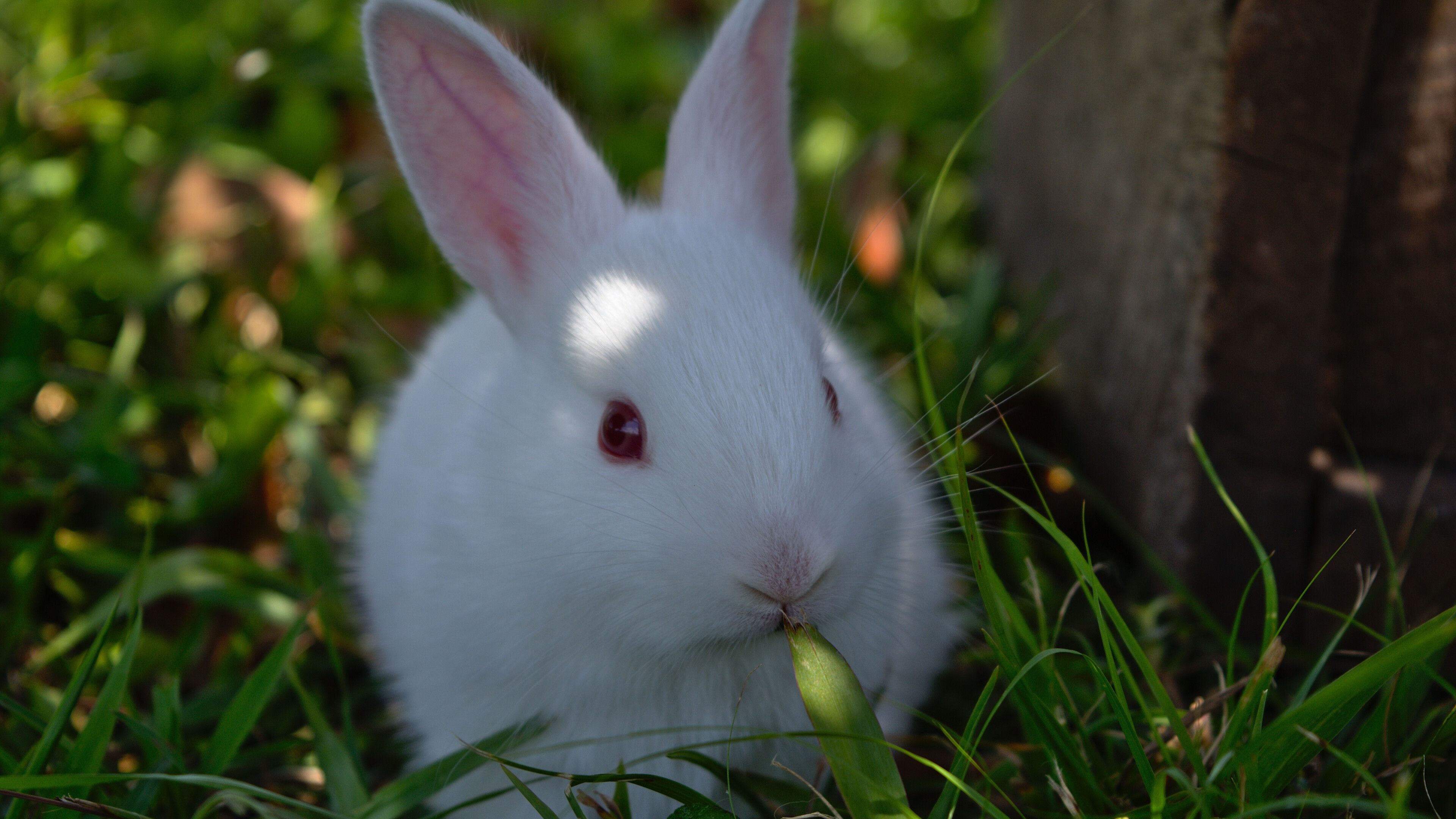 3840x2160 Rabbit Wallpaper