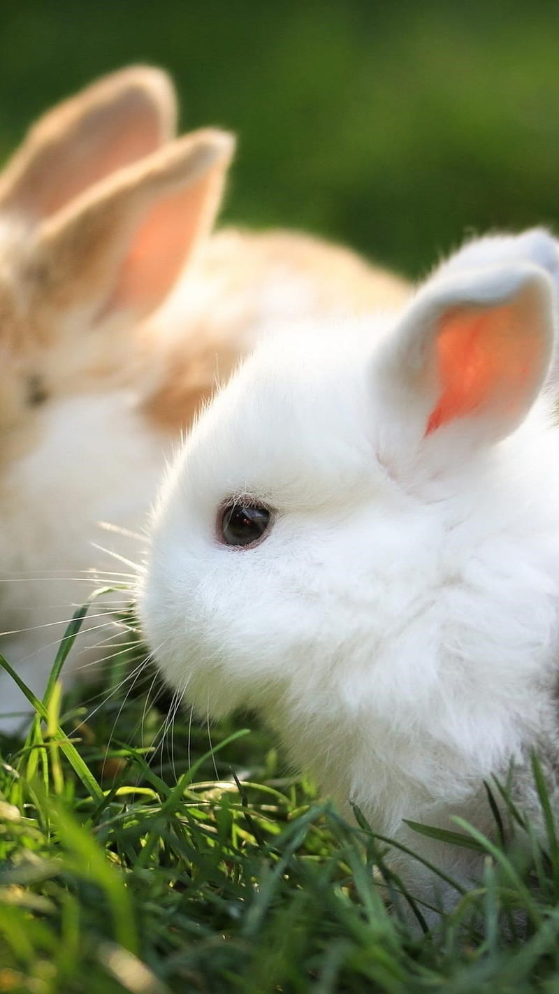 800x1422 Cute Rabbit, animals, bunny, HD phone wallpaper