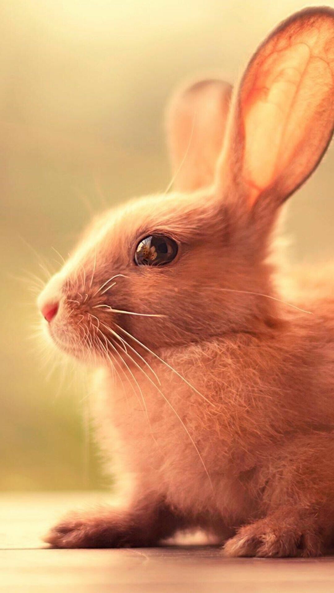 1080x1920 Rabbit Wallpaper